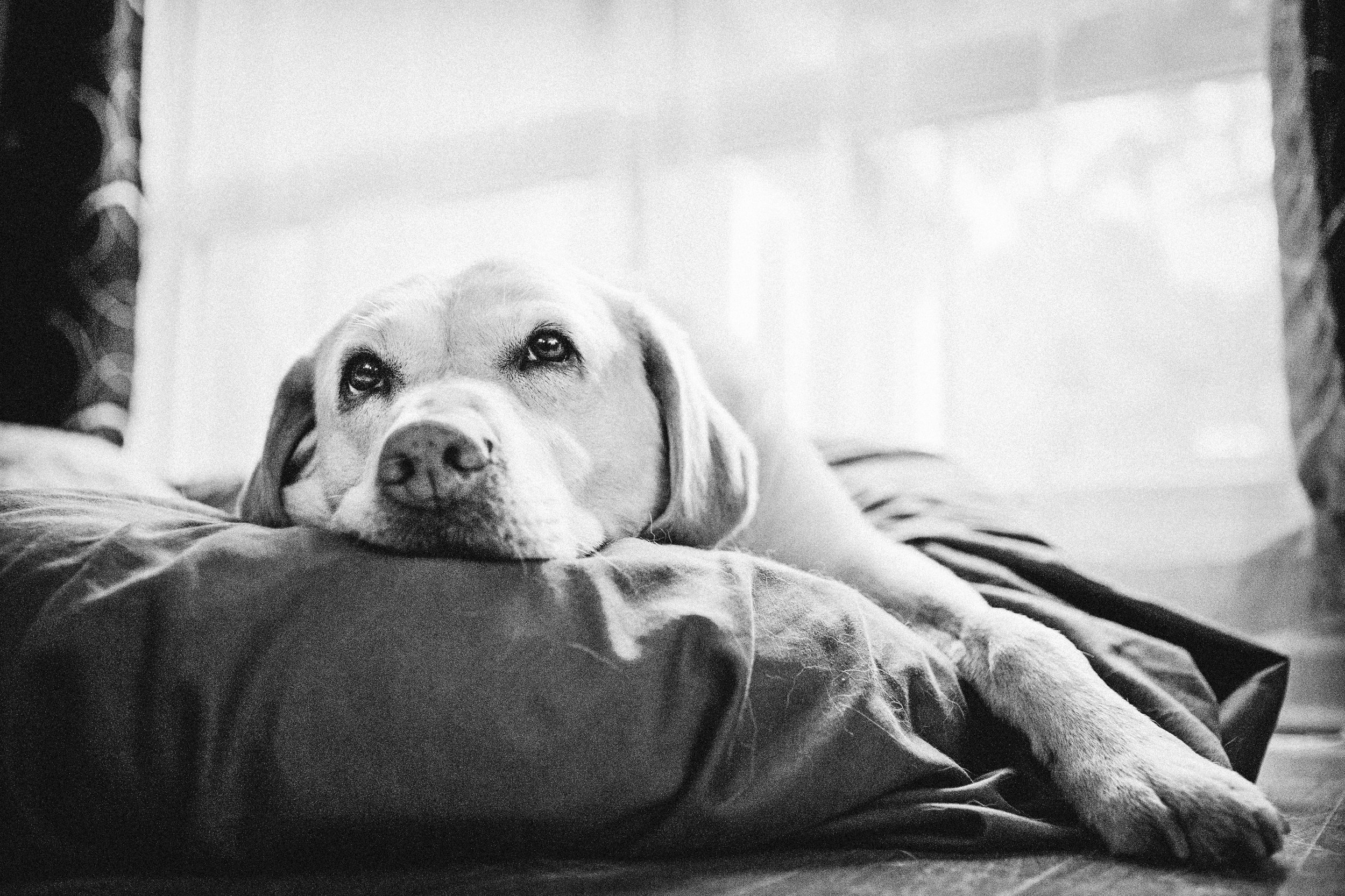 2011_06_27_ValezDogsCallieLacy_067-Edit_sRGBfinal.jpg