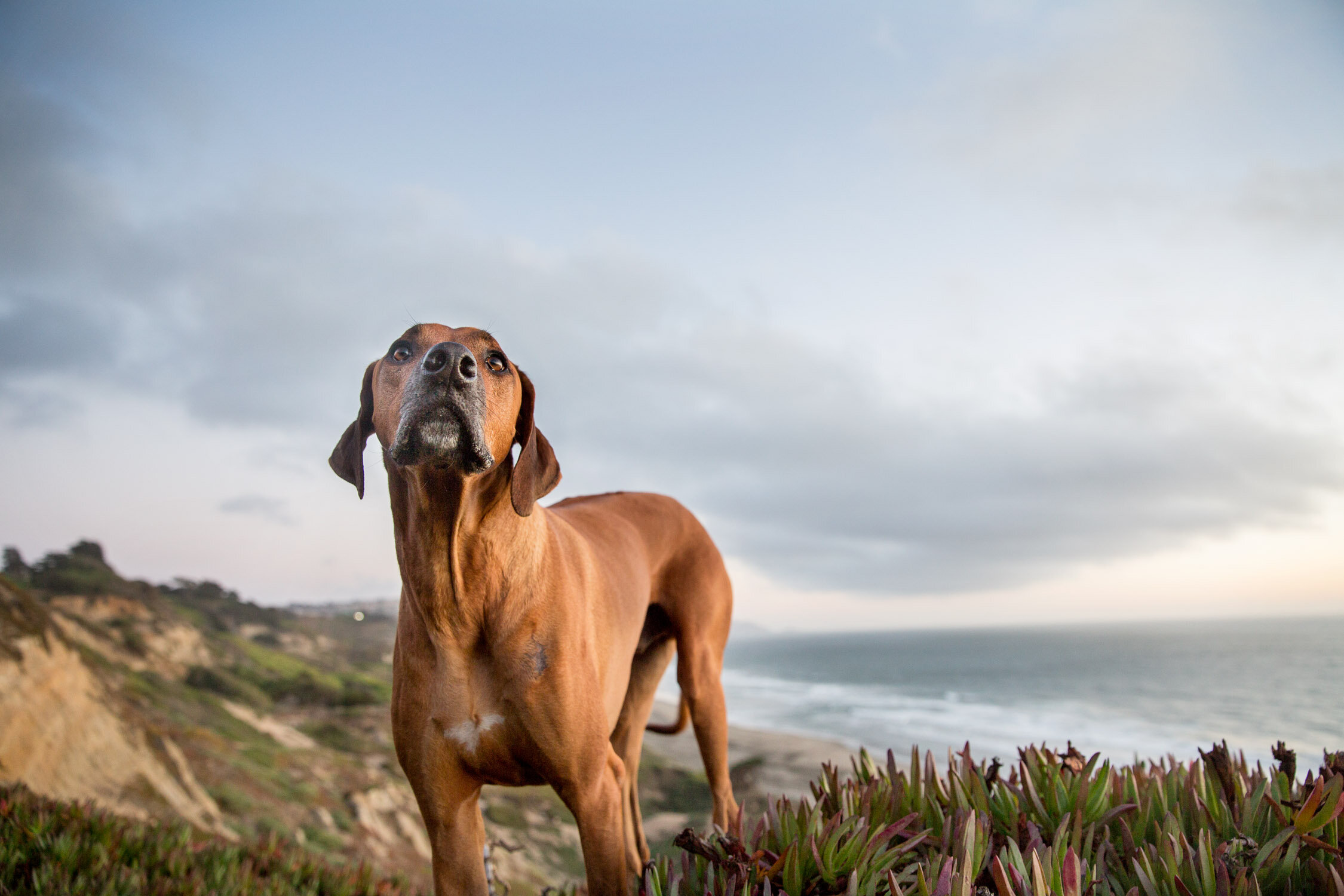 San_Francisco_dog_Photographer_bantu__107.jpg