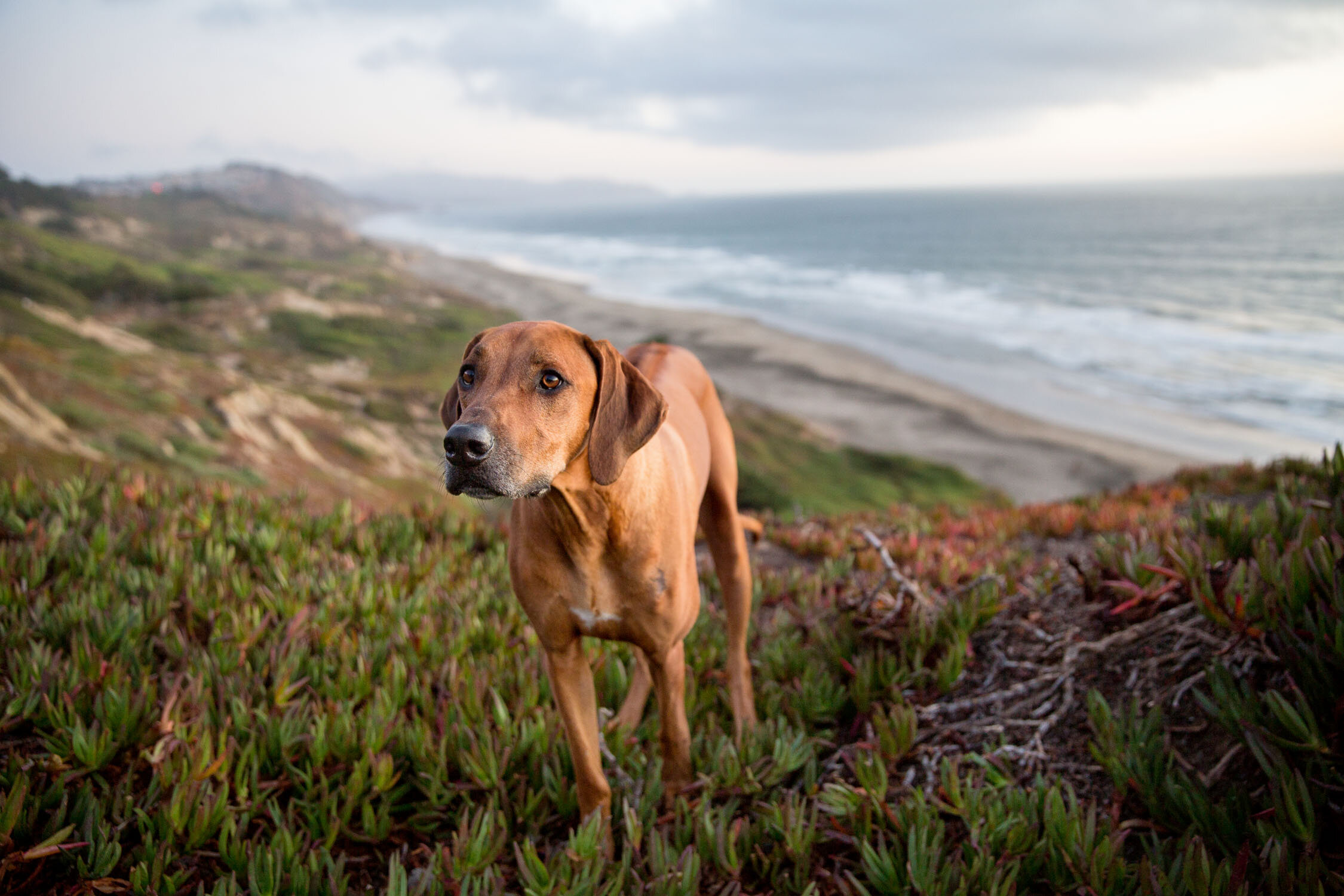 San_Francisco_dog_Photographer_bantu__108.jpg