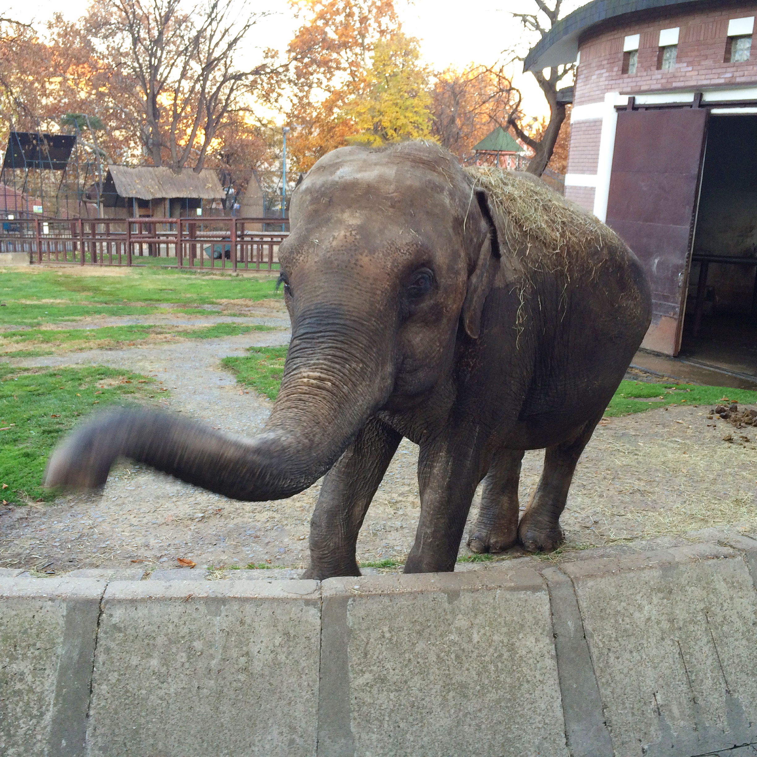 Old pic. But come on. It's an elephant trying to say hi to me. 