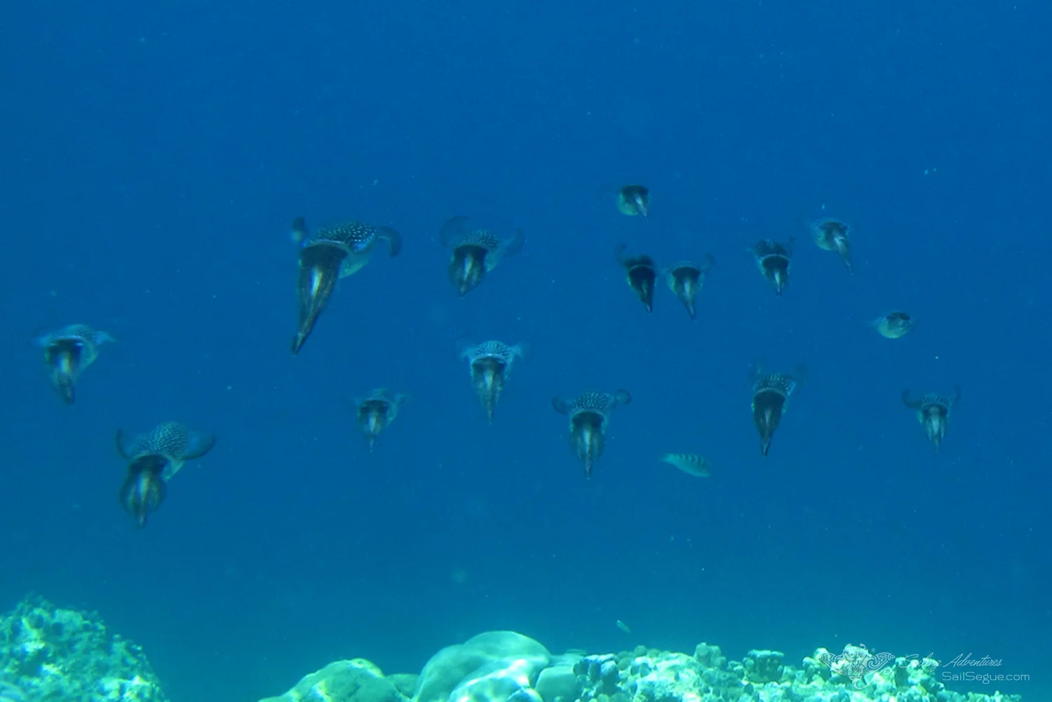 CALAMARES.jpg