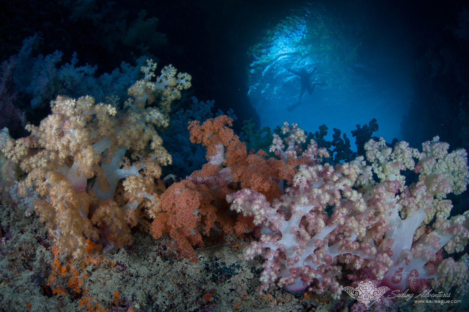 Palau Underwater is a "National Geographic" quality experience, every day!