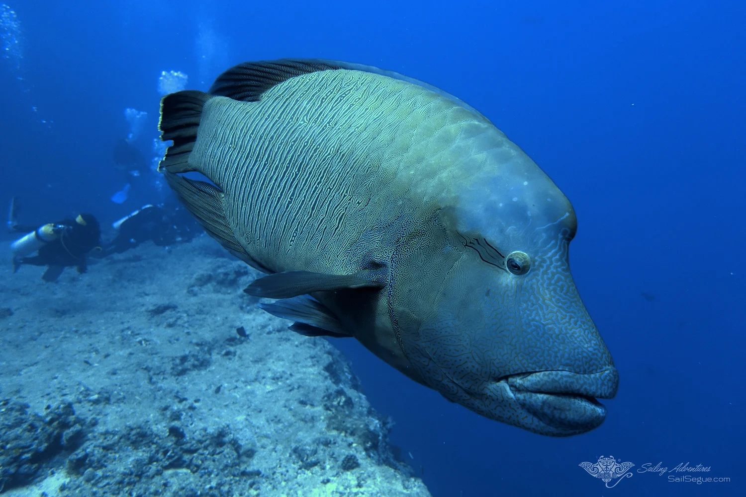 Napoleon Wrasse