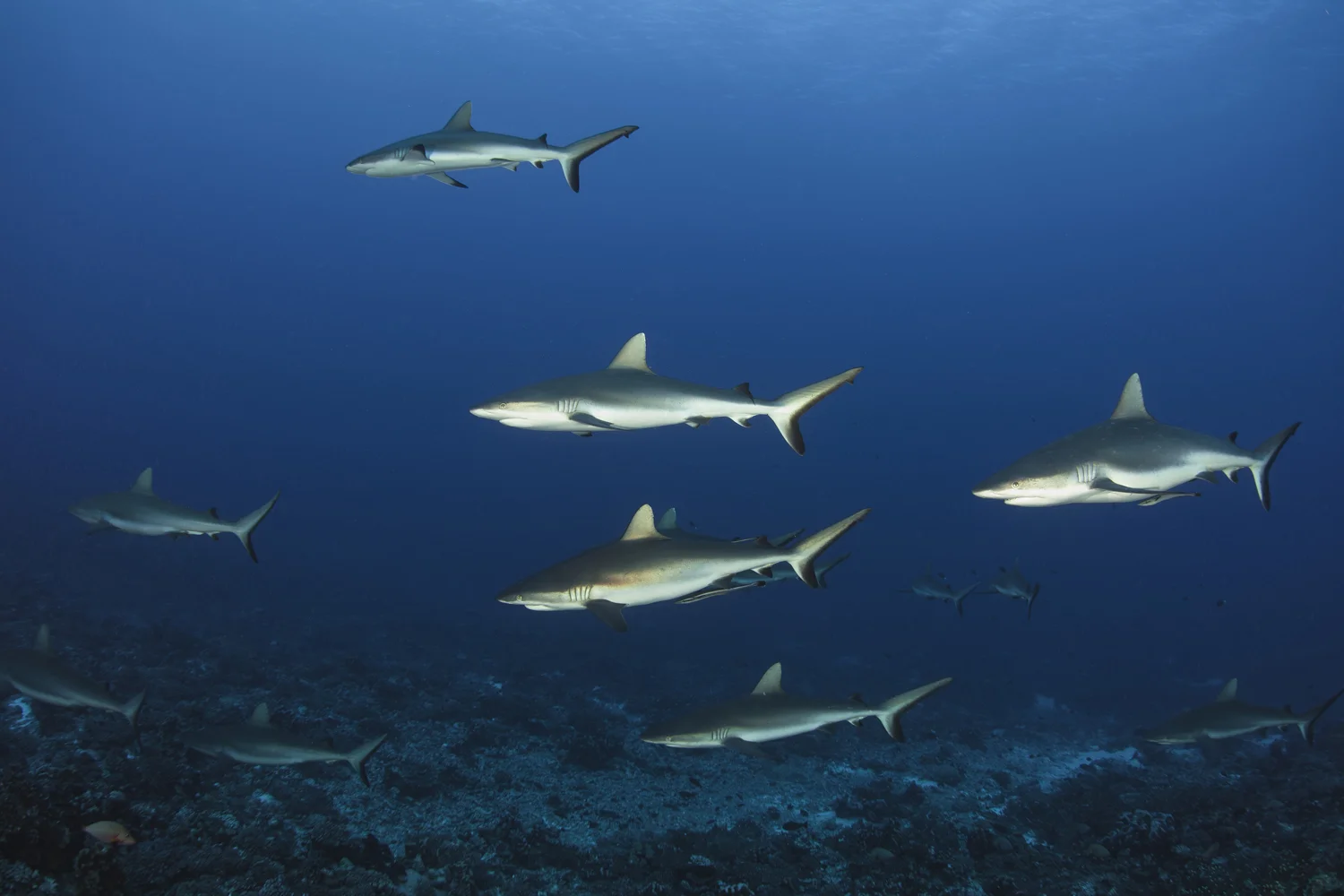 tiburones.jpg