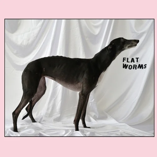 flat worms.jpg