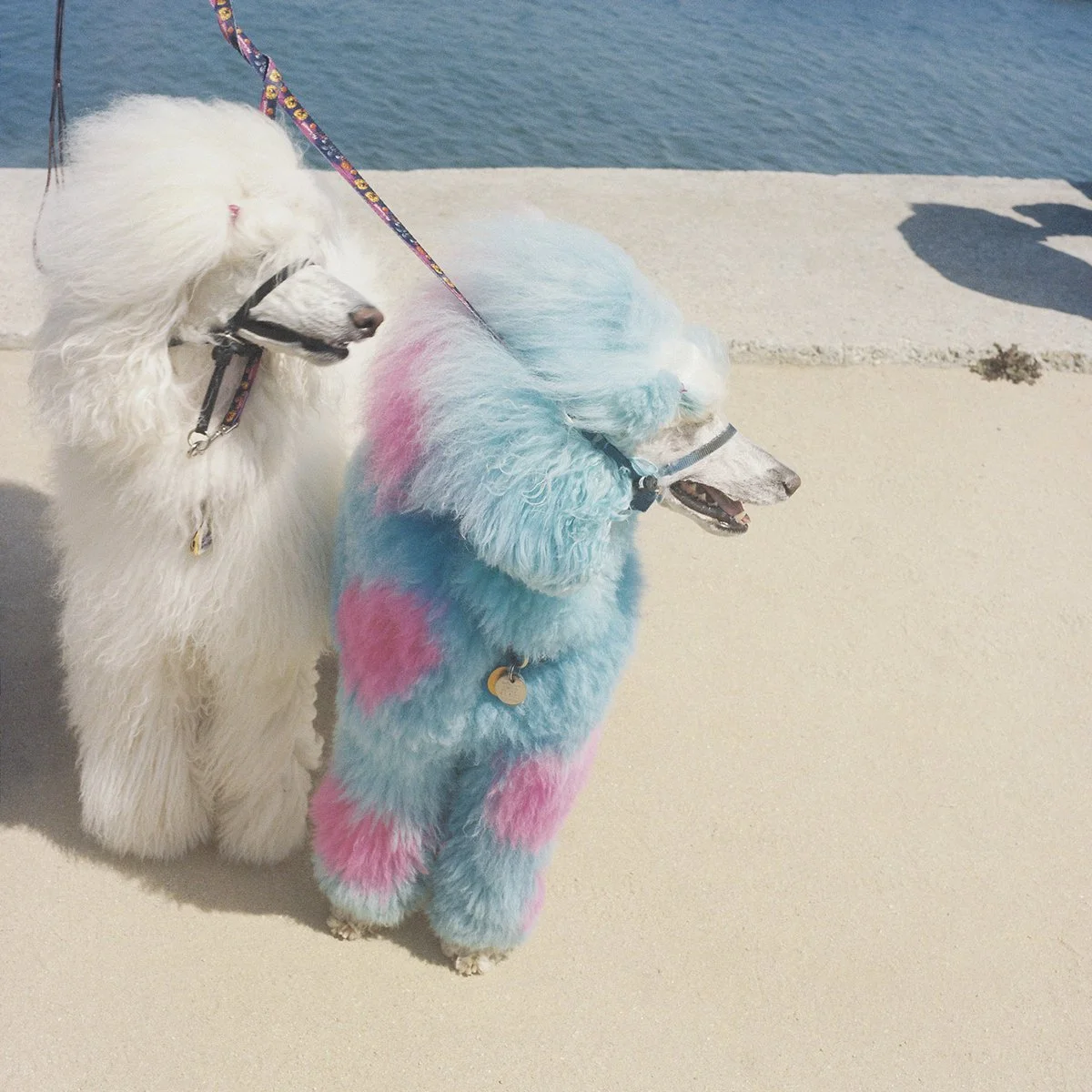 EXEK - "Advertise Here"