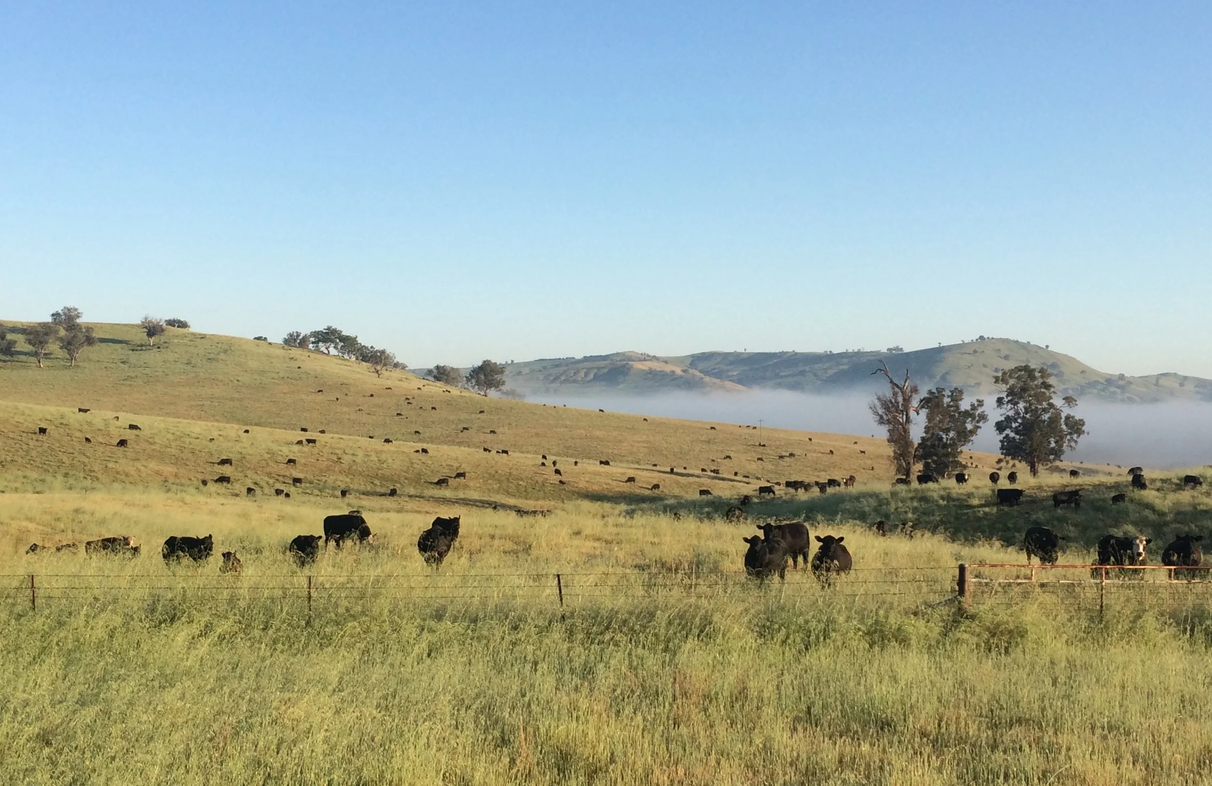 151001 - Cows in Church.jpg