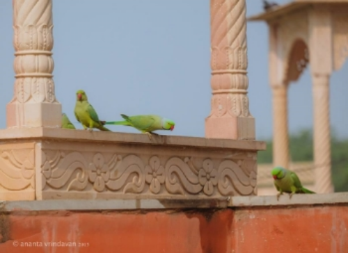 Holy temple and Vrinda parrots in Sri Vrindavan.&nbsp;Photo credit: Tears of Love. Ananta Vrindavan