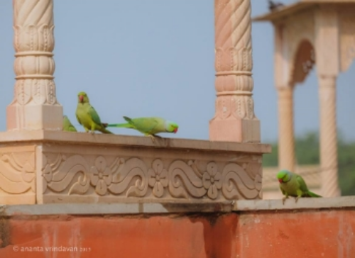 Holy temple and Vrinda parrots in Sri Vrindavan. Photo credit: Tears of Love. Ananta Vrindavan