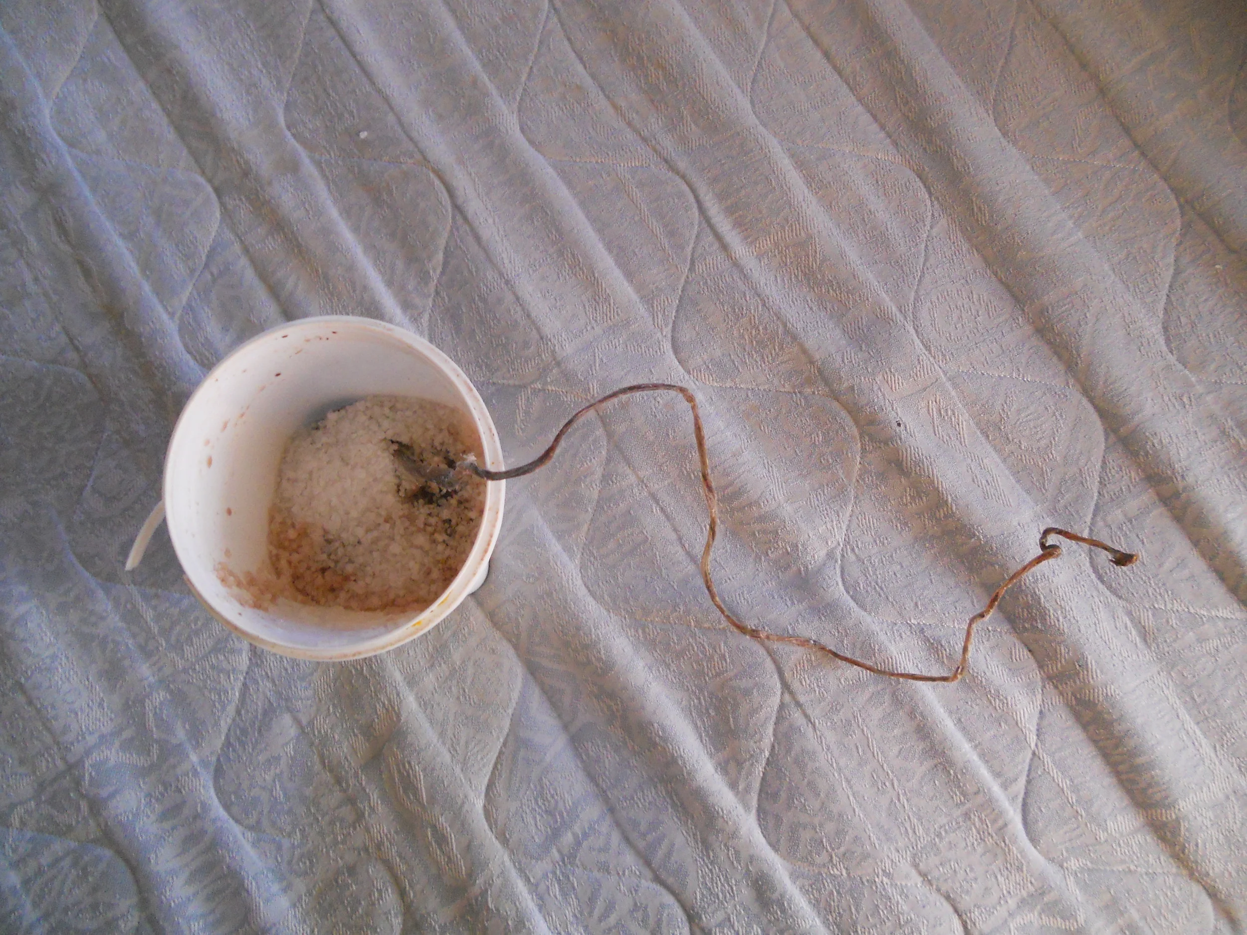 The placenta was in this container covered with salt.