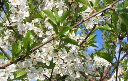 Spring03
