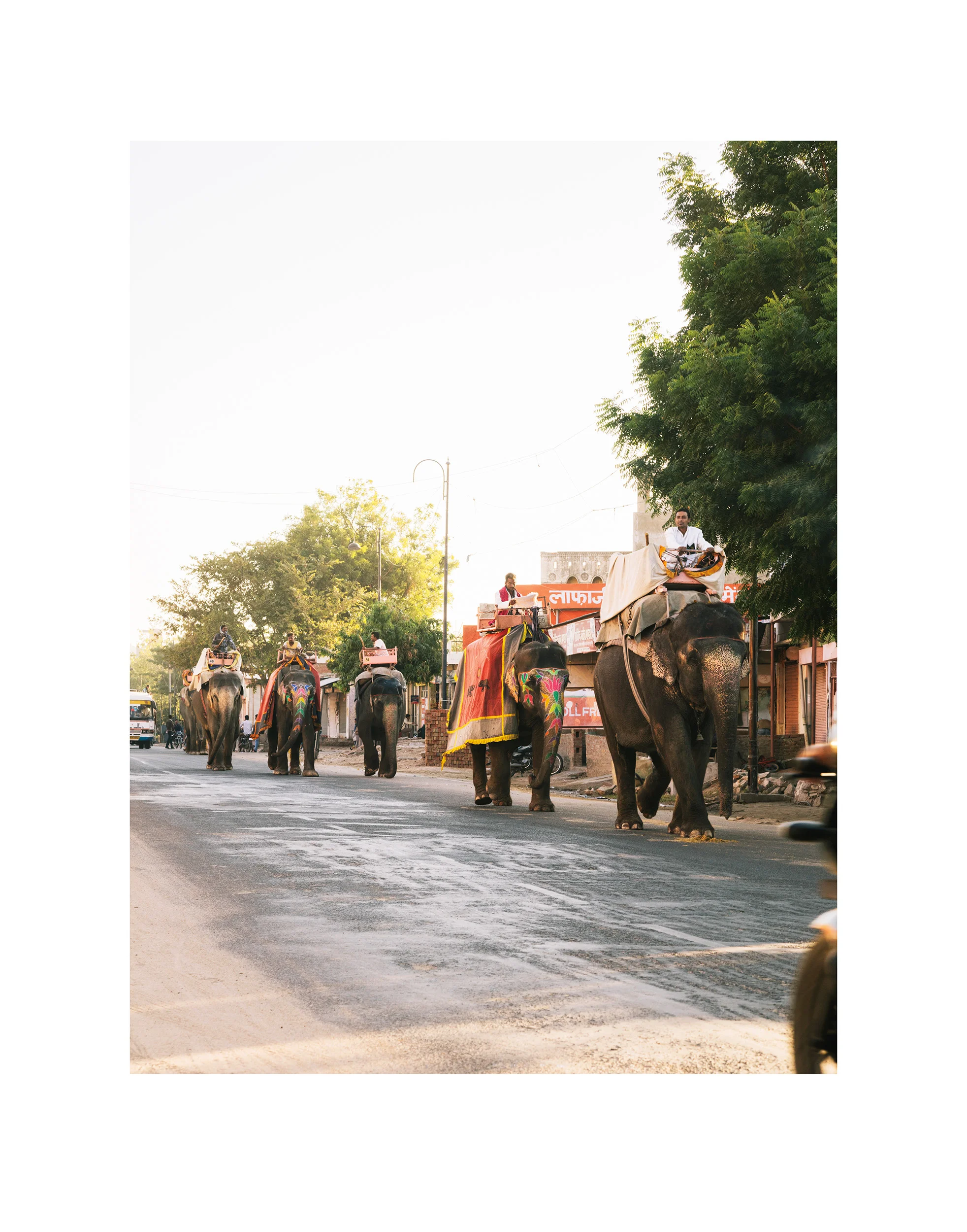 5113_Elephants.jpg