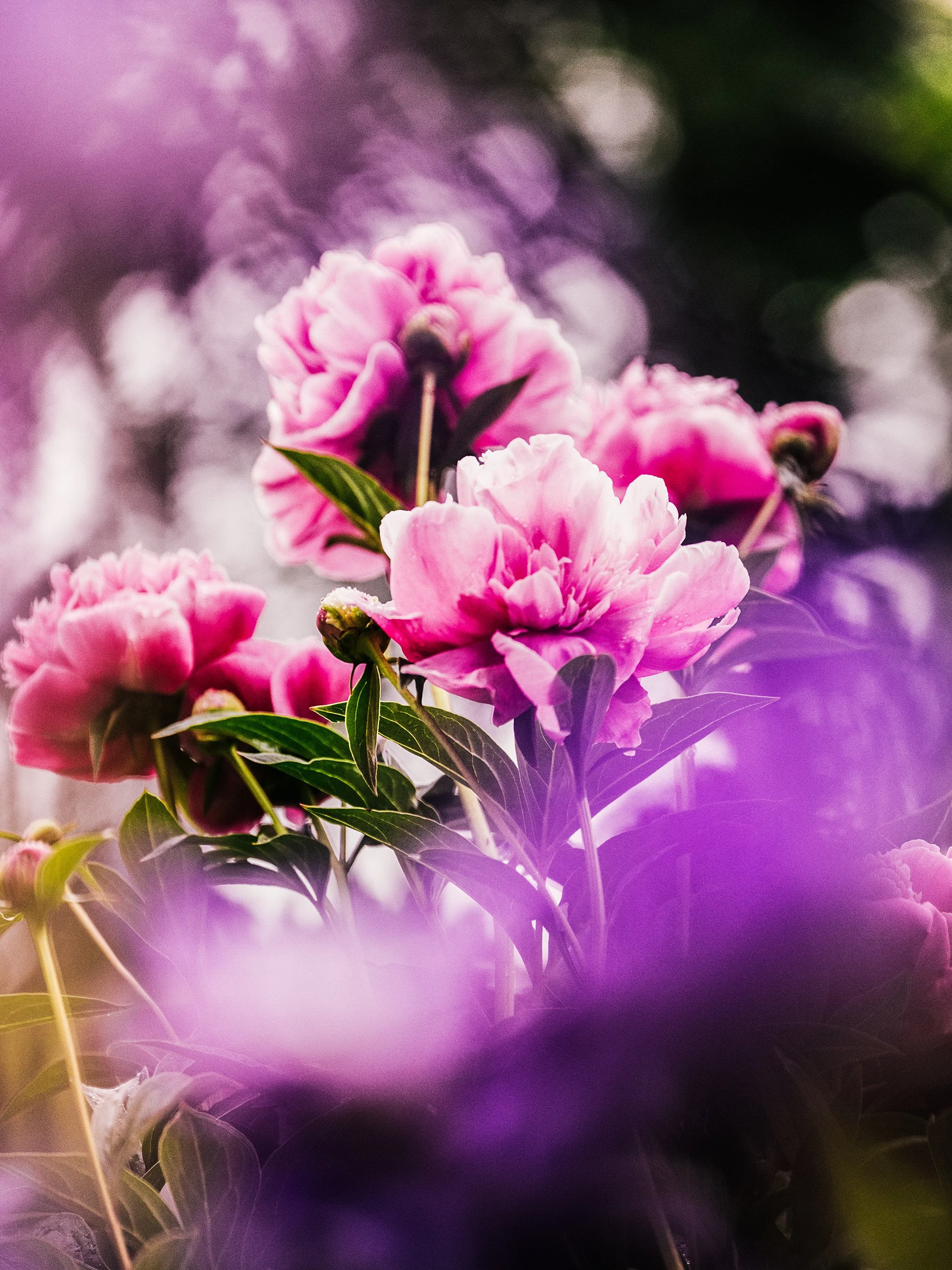 Beatrix Farrand Gardens (Martha Stewart Living) (Copy)