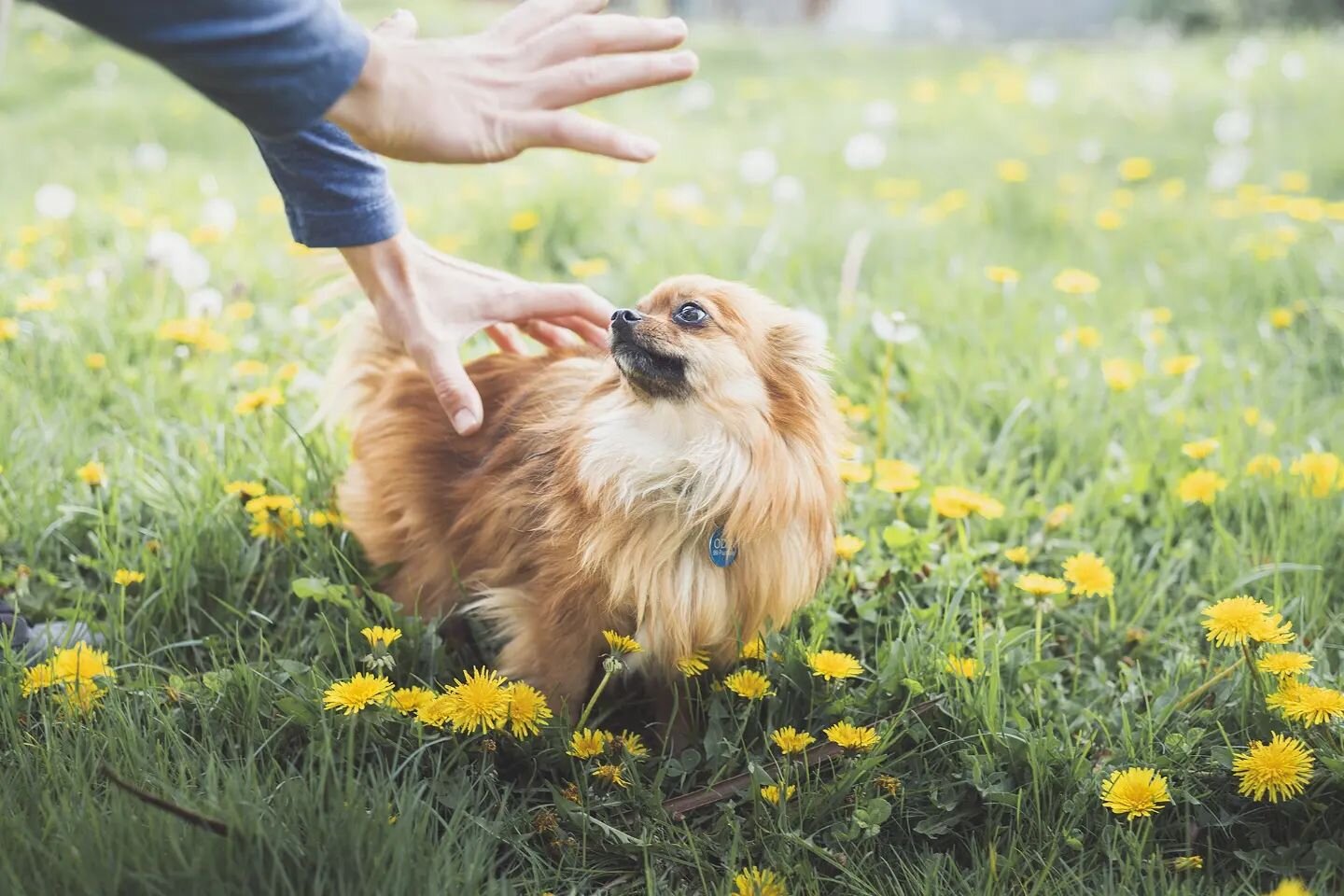 You little monster! Get back here!
The escape artist during a fun photoshoot with @liodko and Jenny! 
#50mm #cutepets #pomeranianworld #d750 #petportrait