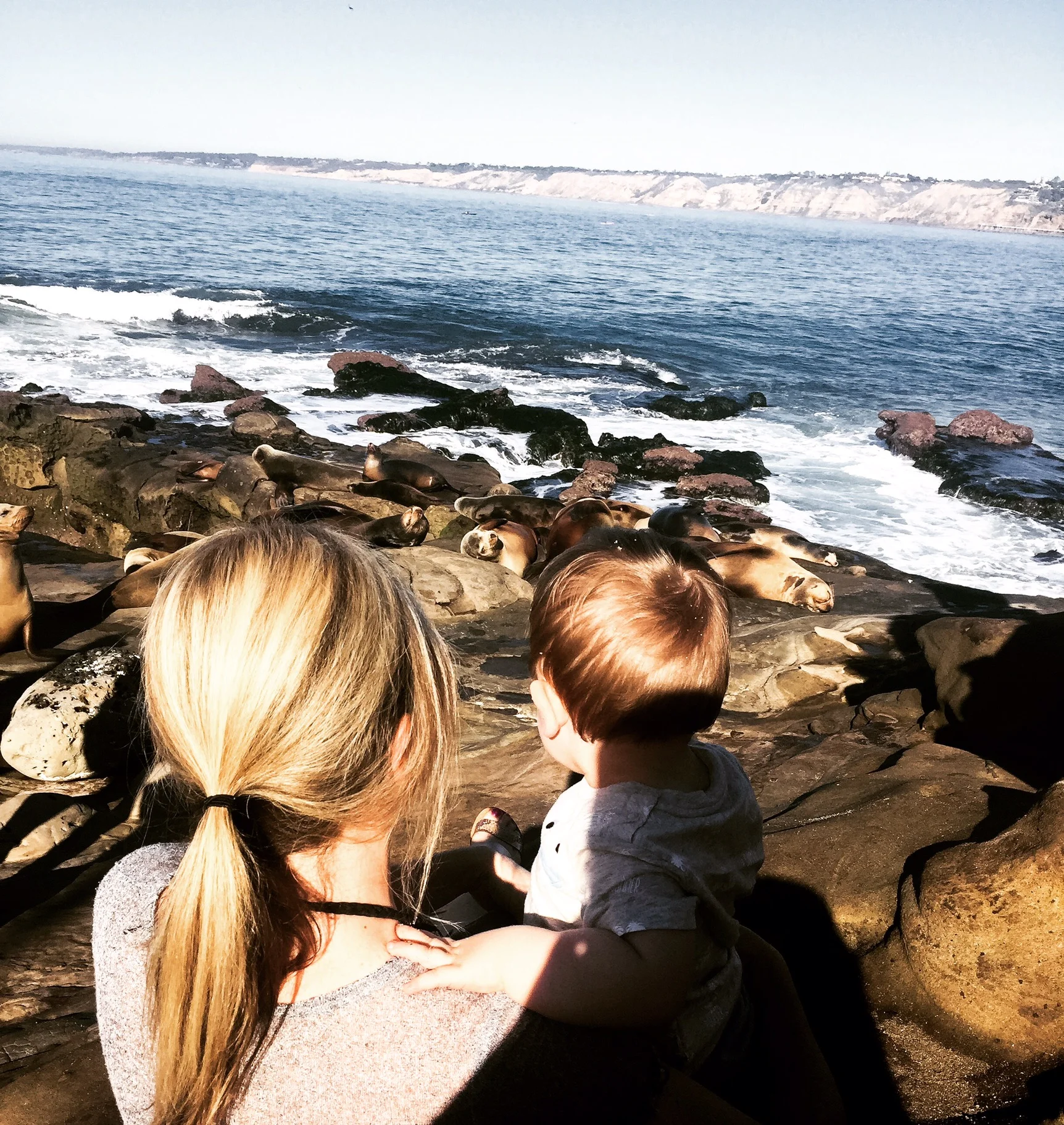 Sea Lions at La Jolla Cove