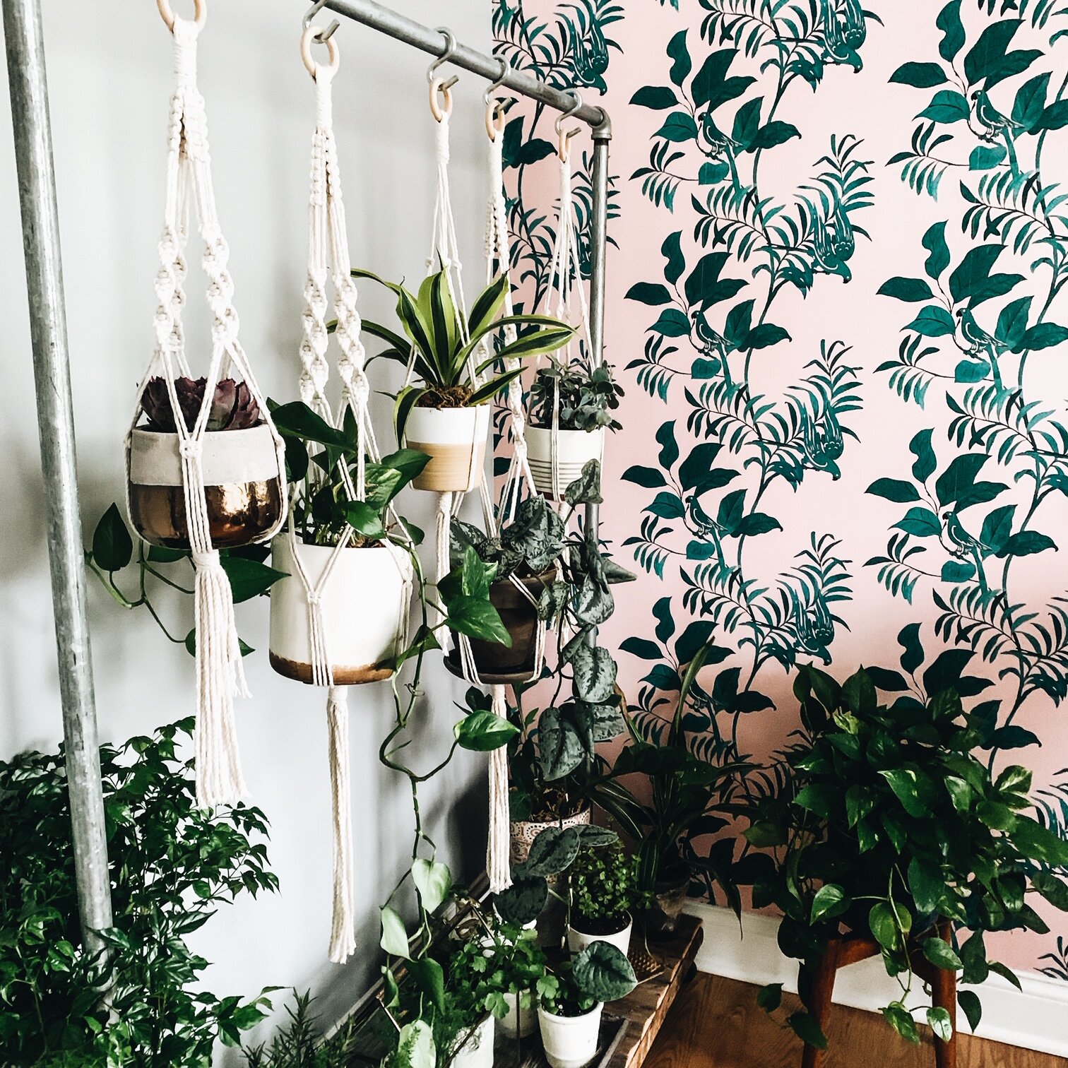 House Plants Decor Ideas — First Thyme Mom