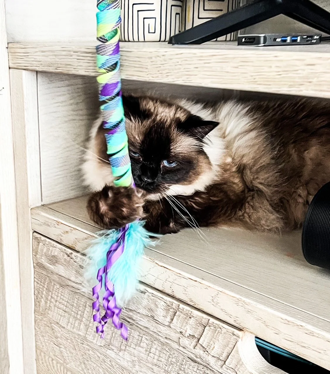 Must Have Cat Toys &amp; Accessories