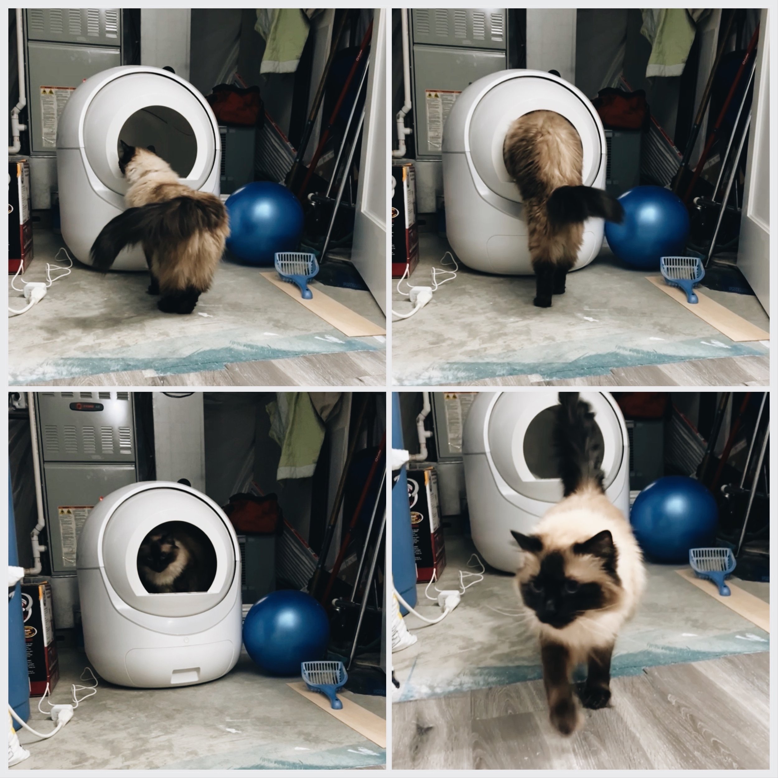 Revolutionize Cat Care with the Cleanpethome Self Cleaning Cat Litter Box: A Comprehensive Review