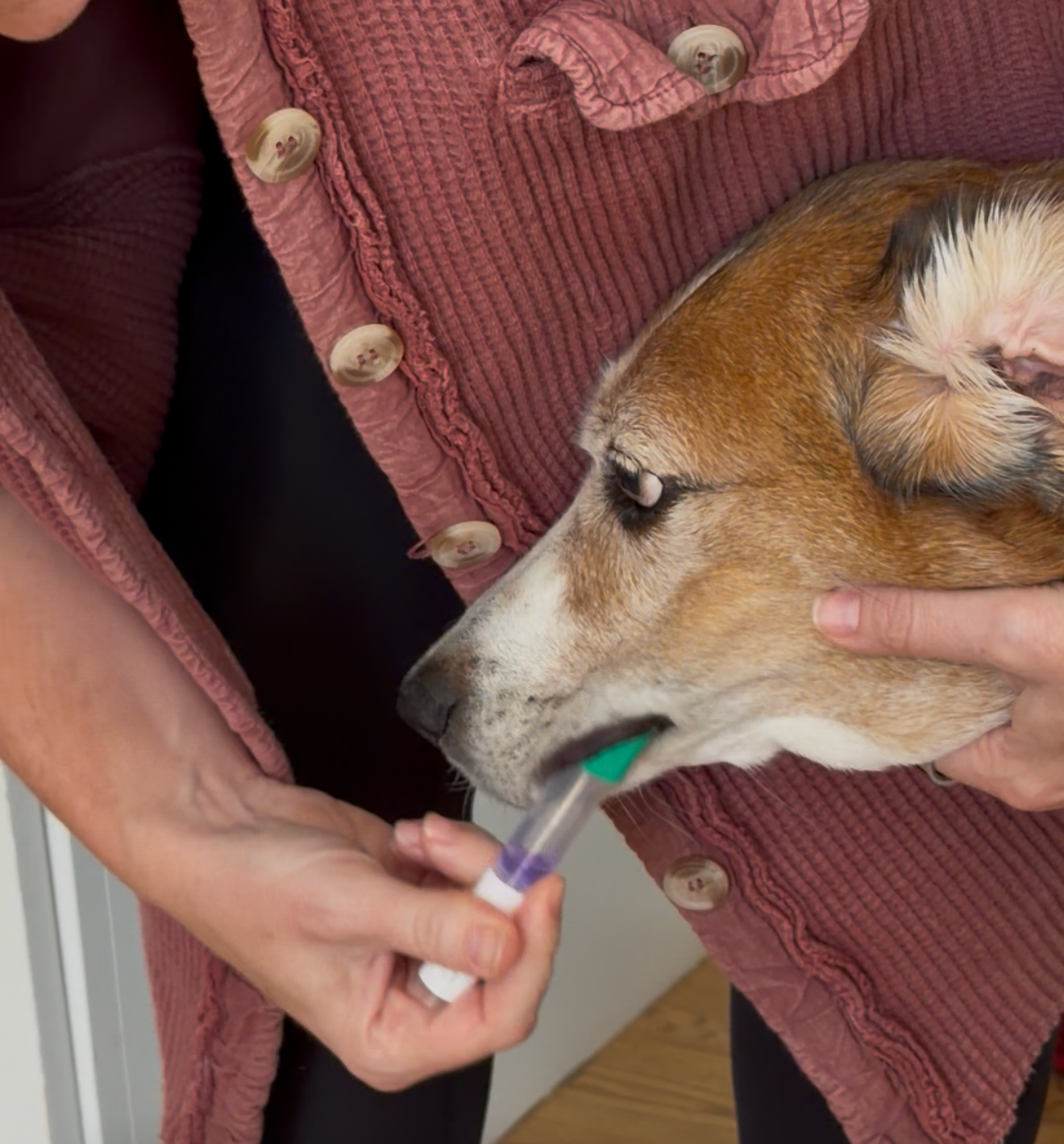 Photo of a dog getting his cheek swabbed for a dog age test kit from Embark. This kit will help determine his birthday.