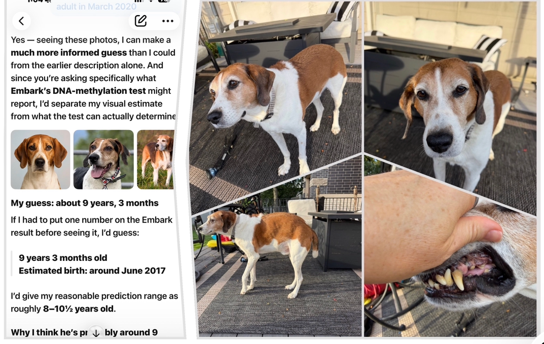 Asking AI to estimate my dogs age by submitting images of him including his teeth to AI