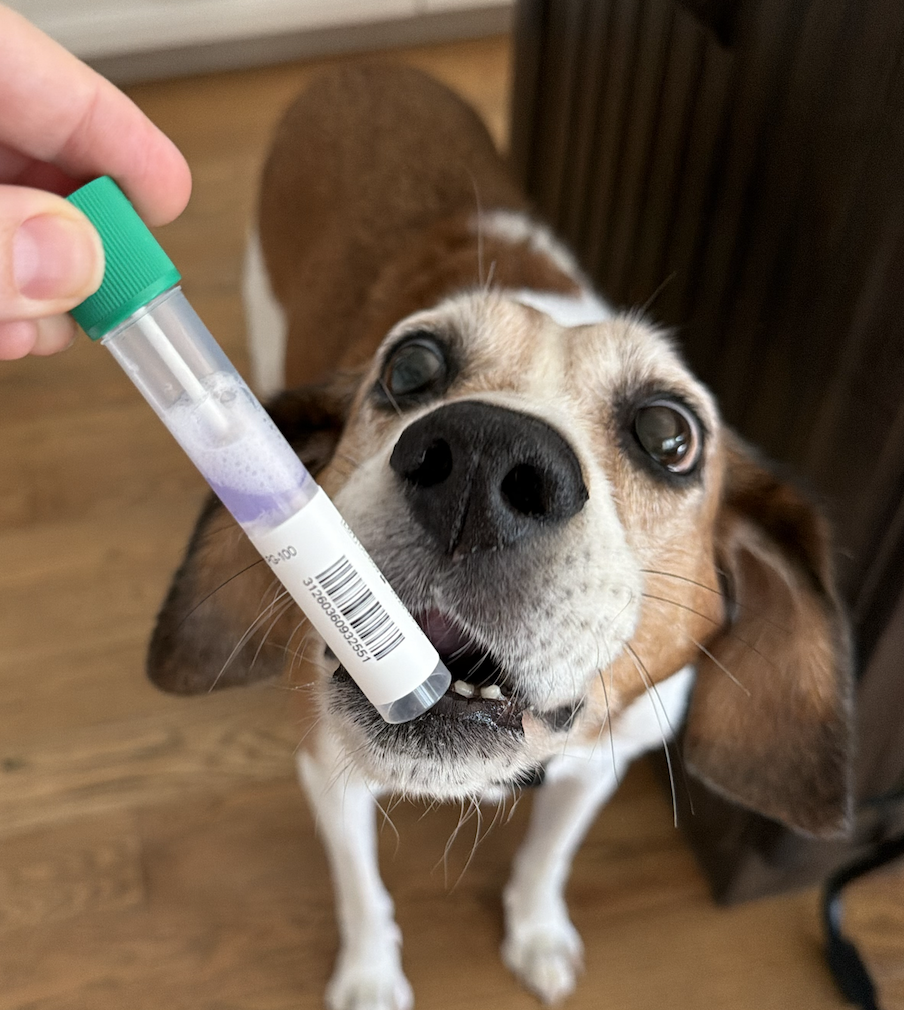 Photo of a dog getting his cheek swabbed for a dog age test kit from Embark. This kit will help determine his birthday.