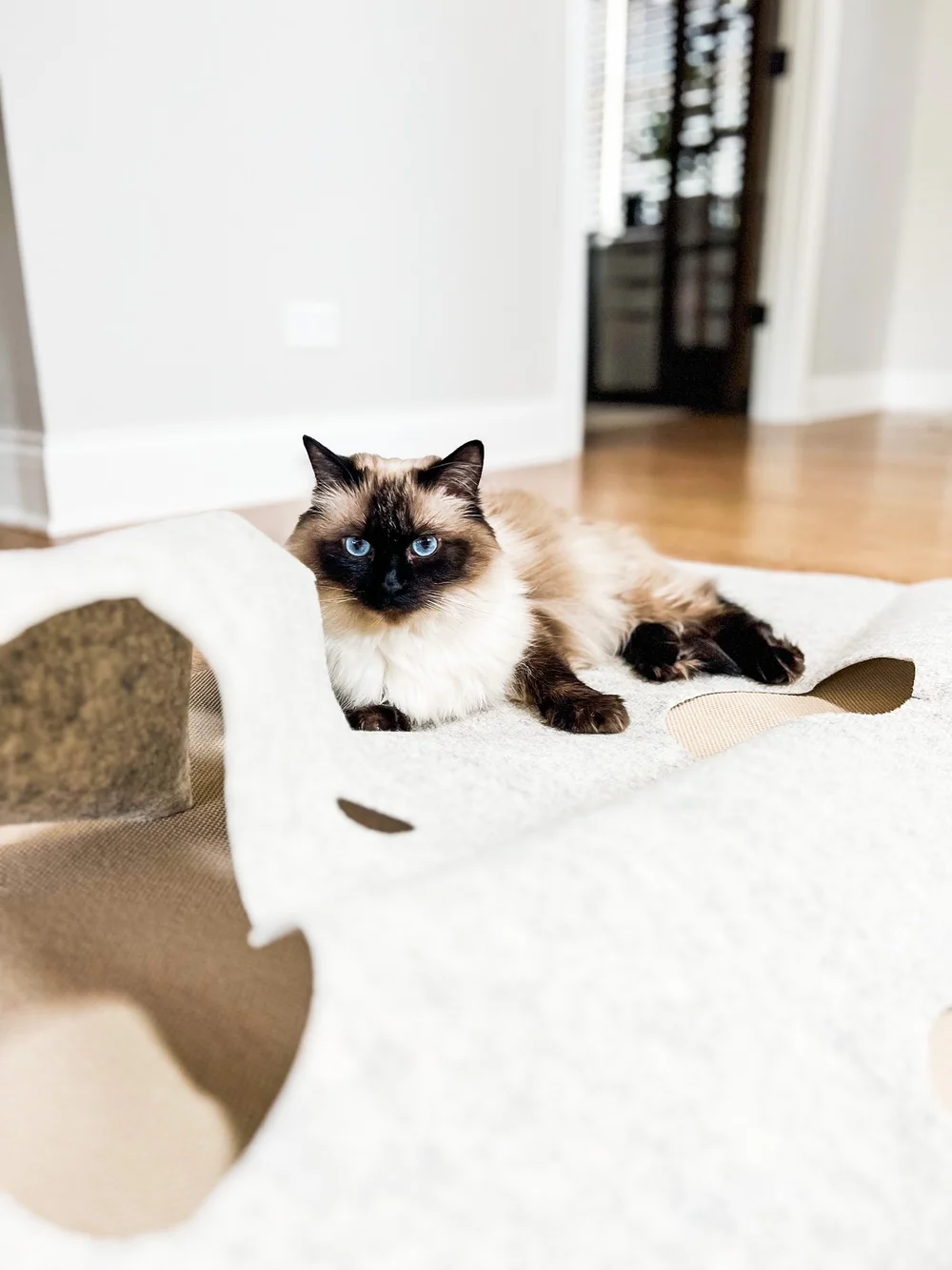 Relaxing Cat Mats With Thyme Oil Reference: Must Have Cat Toys Accessories
