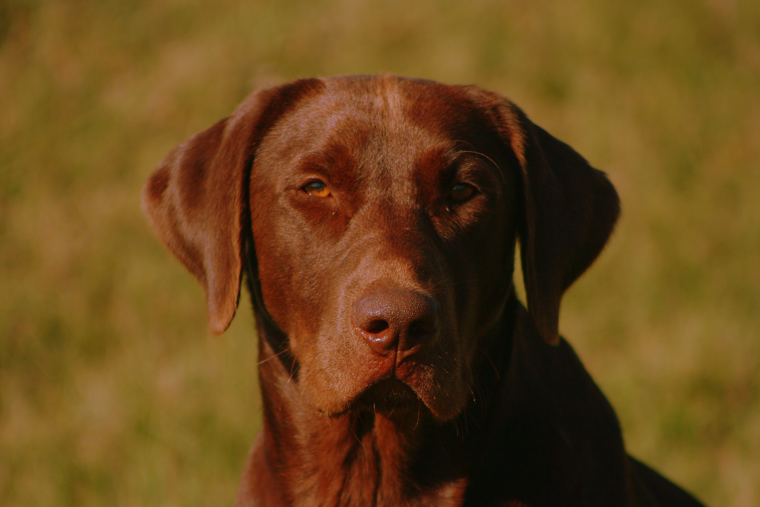 trained duck hunting labs for sale