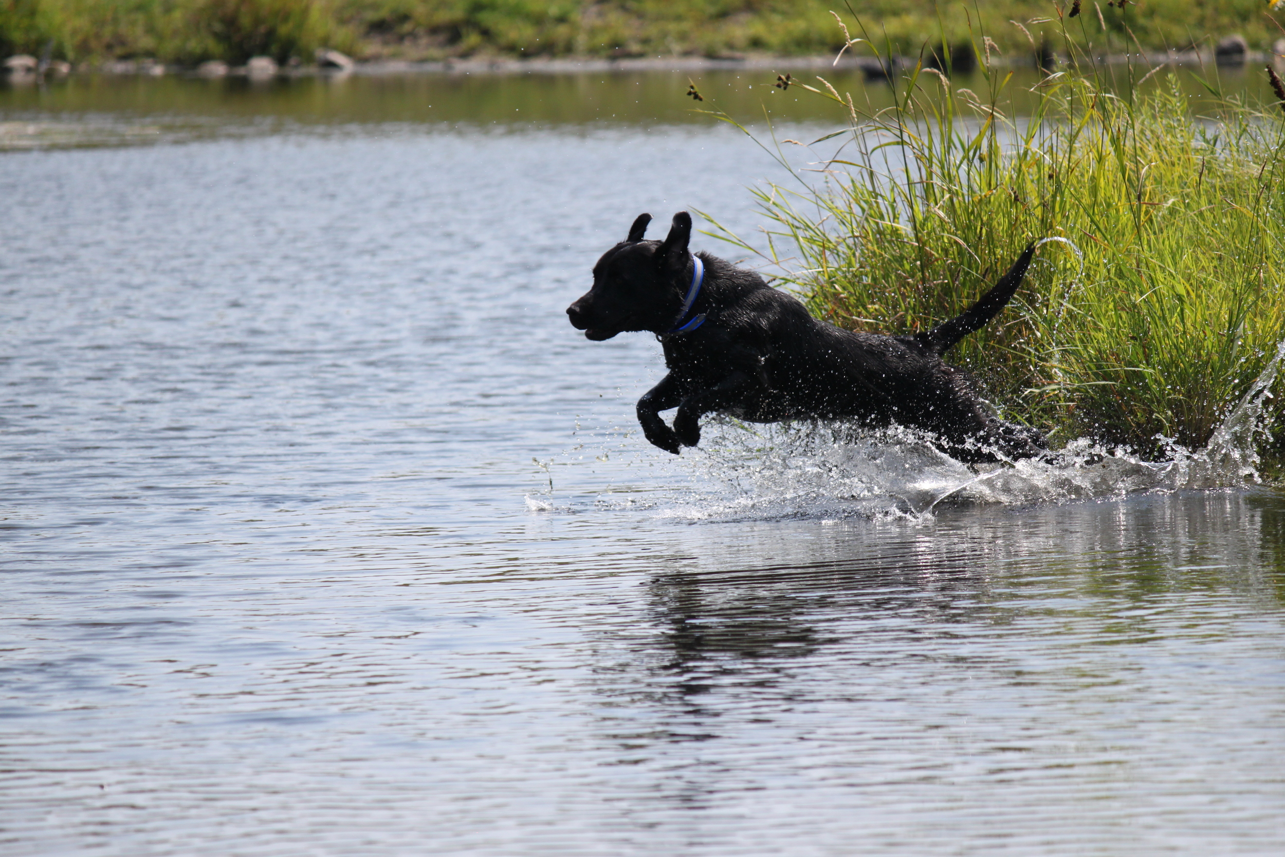   Northern Plains Retrievers   Training and Breeding Superior Labrador Retrievers That Can Do It All 