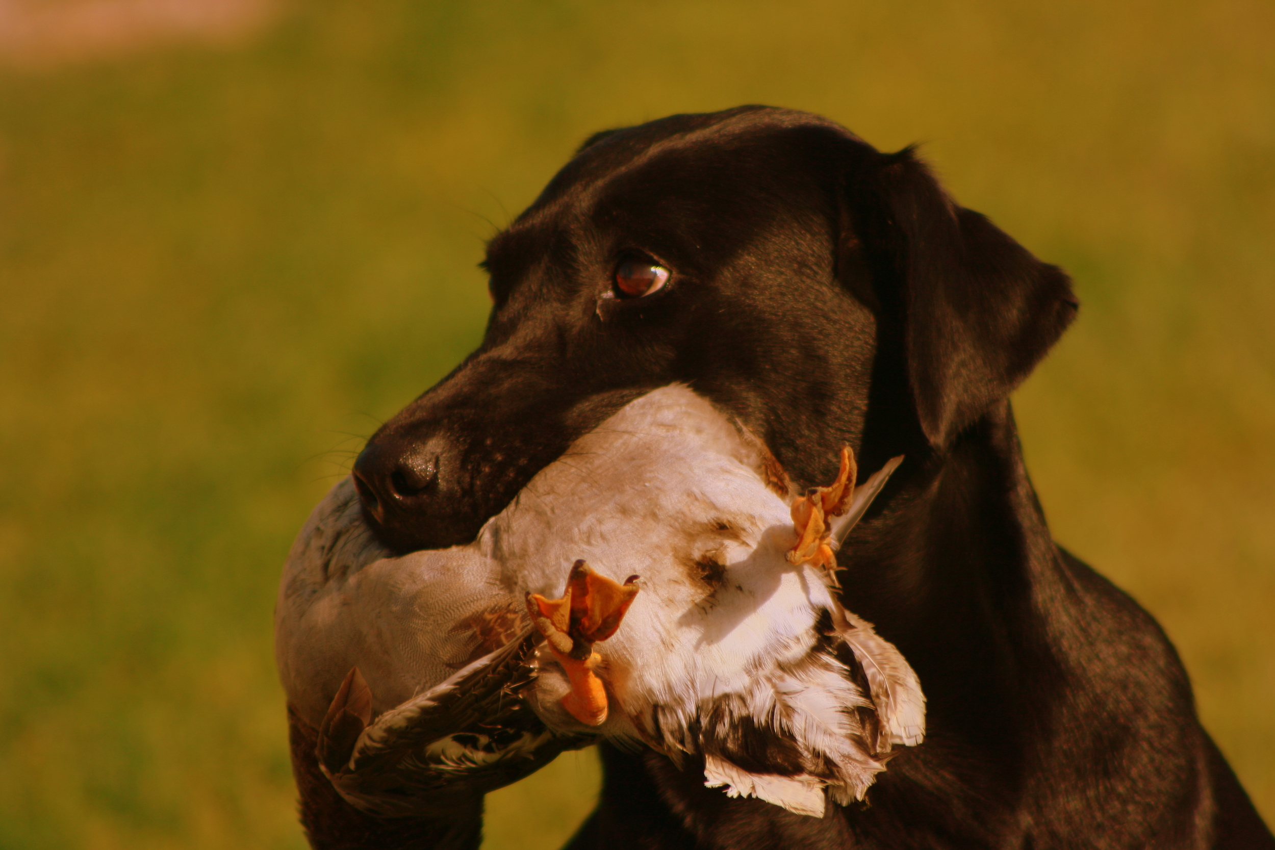   Northern Plains Retrievers   Training and Breeding Superior Labrador Retrievers That Can Do It All 