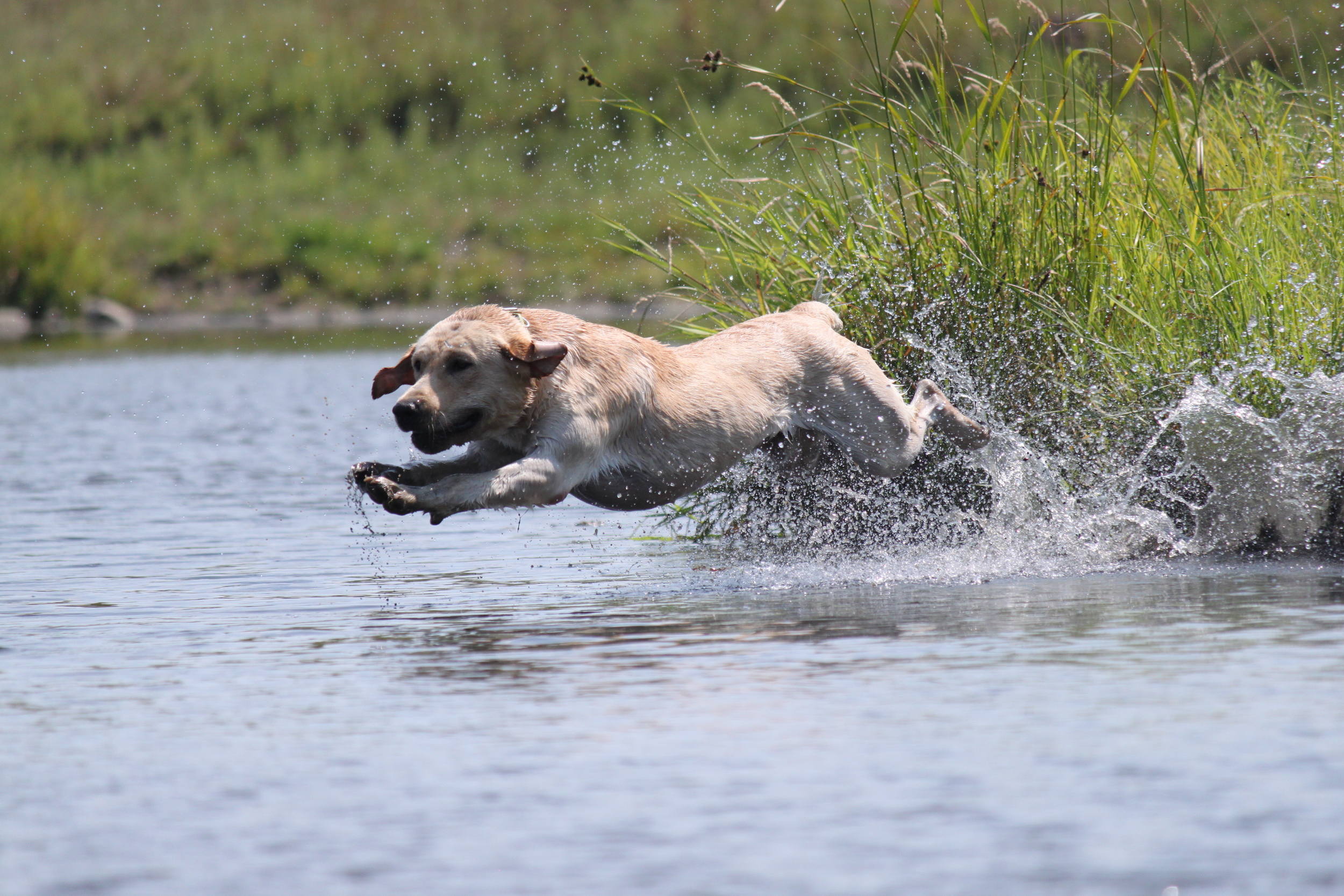   Northern Plains Retrievers   Training and Breeding Superior Labrador Retrievers That Can Do It All 