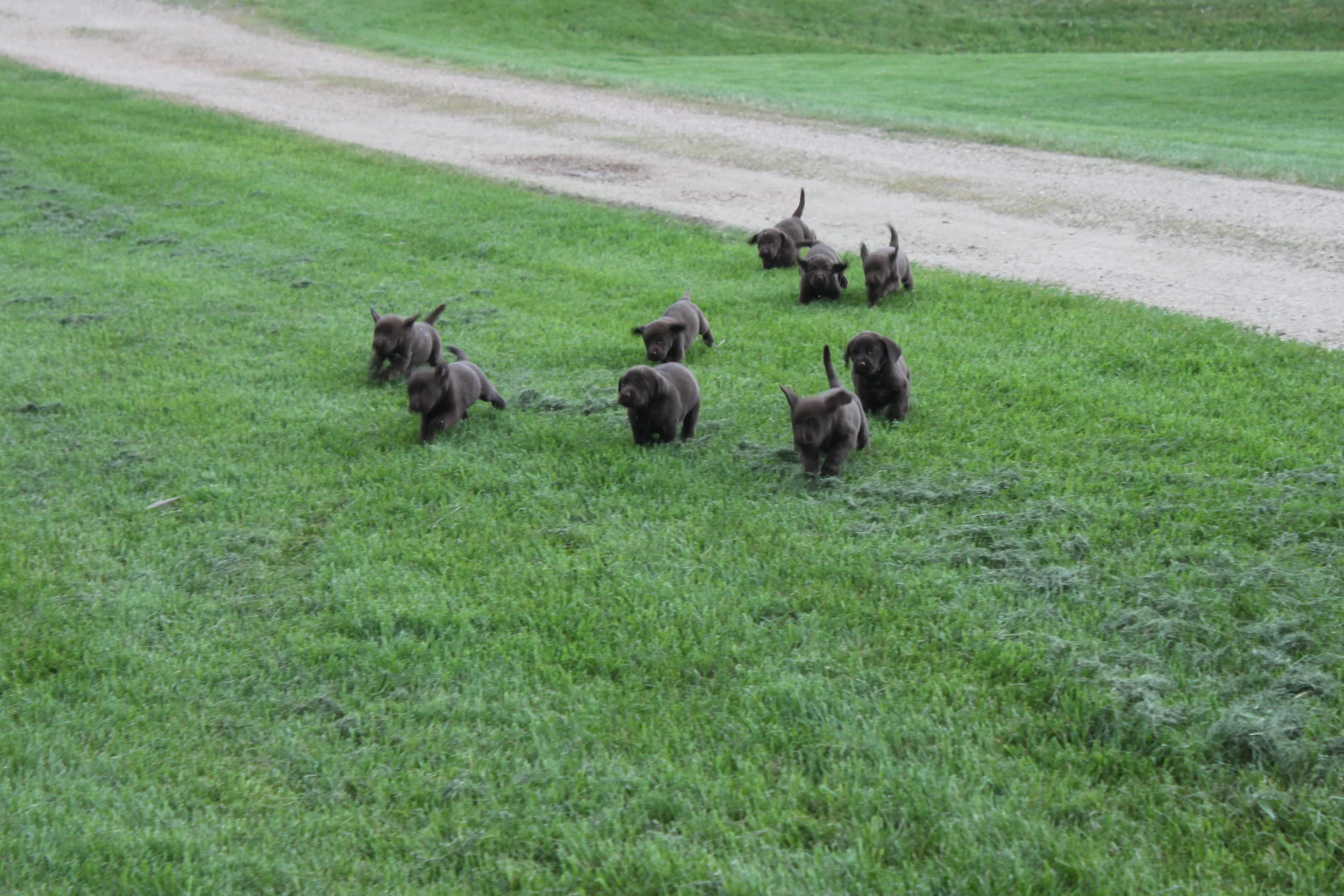 A litter of chocolate labrador puppies out for a run.