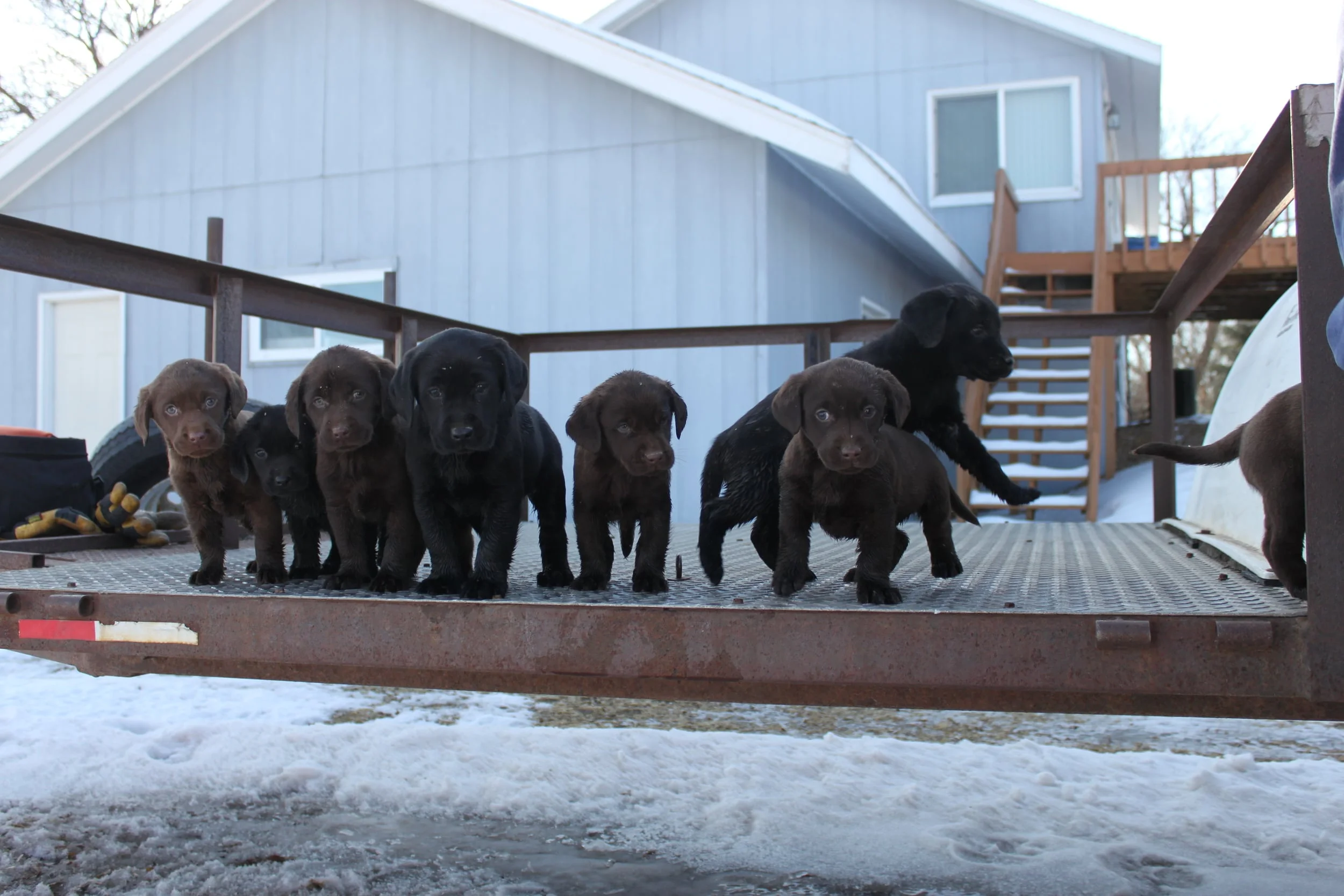 A litter of black and chocolate labrador puppies poses for a picture.