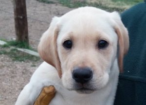 World class labrador retriever puppies
