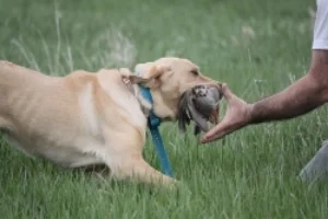 First class professional gun dog training