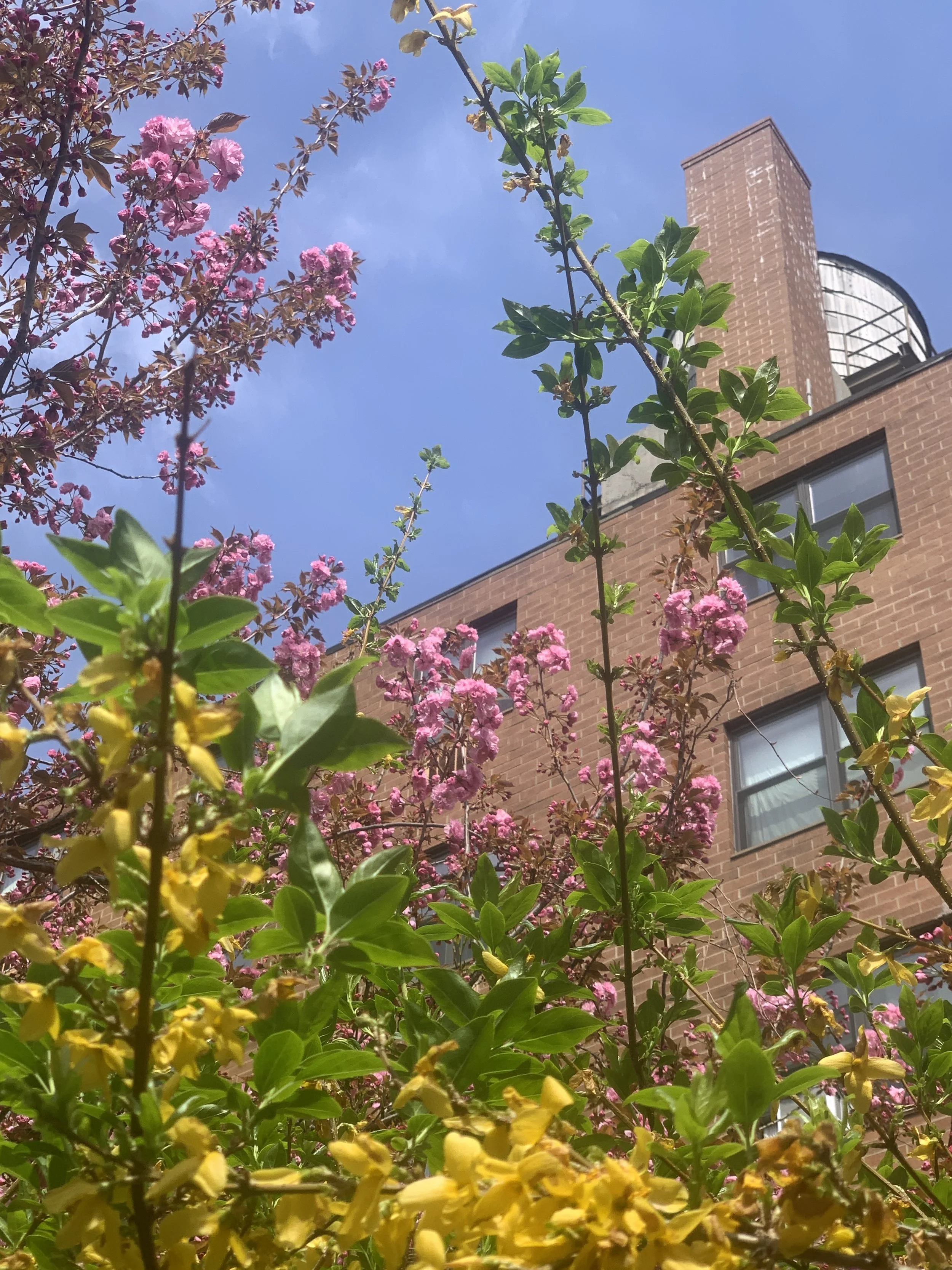 Cherry blossoms and pokeberry in Brooklyn