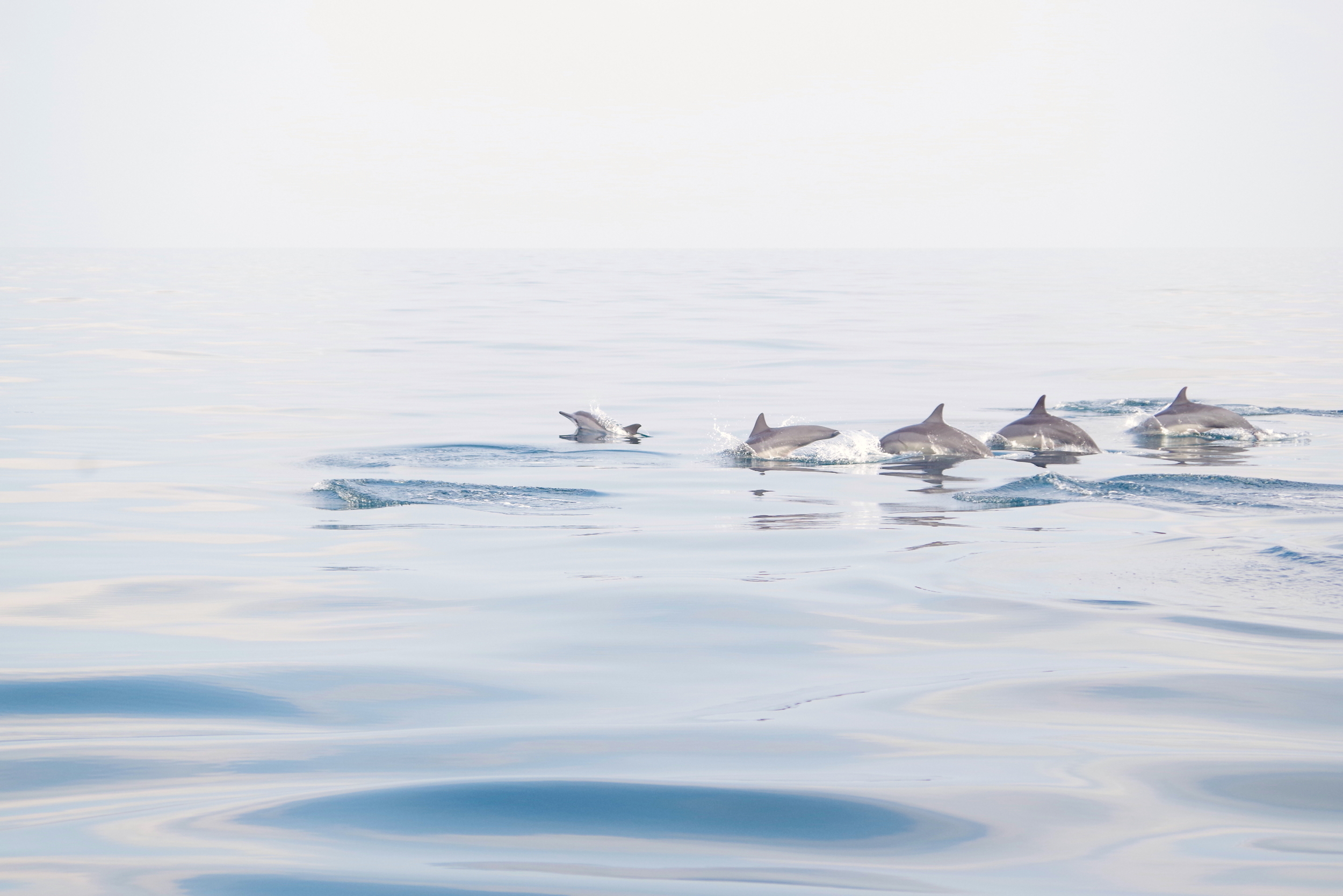 dolphins or a sea serpent?