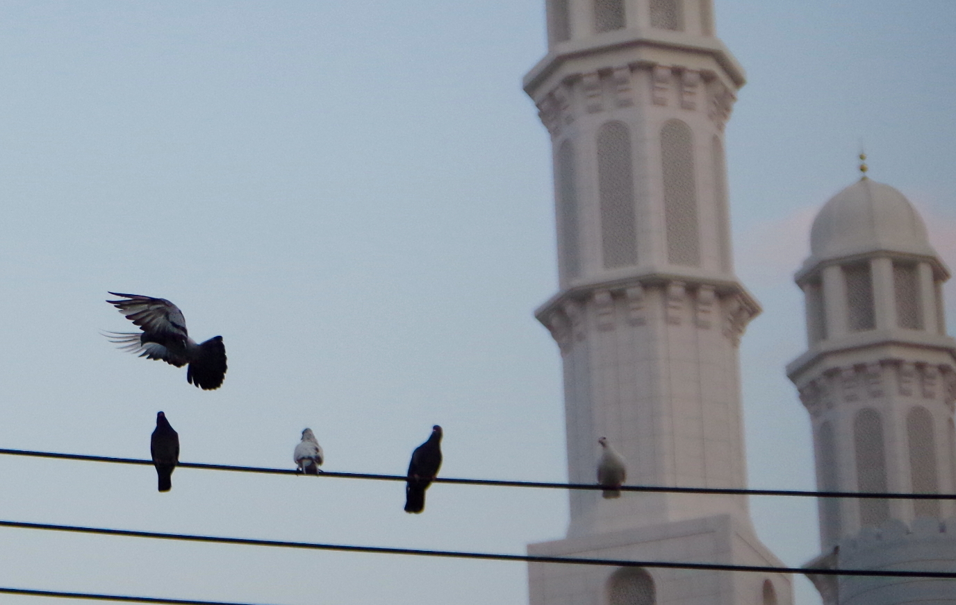 Muscat pigeons