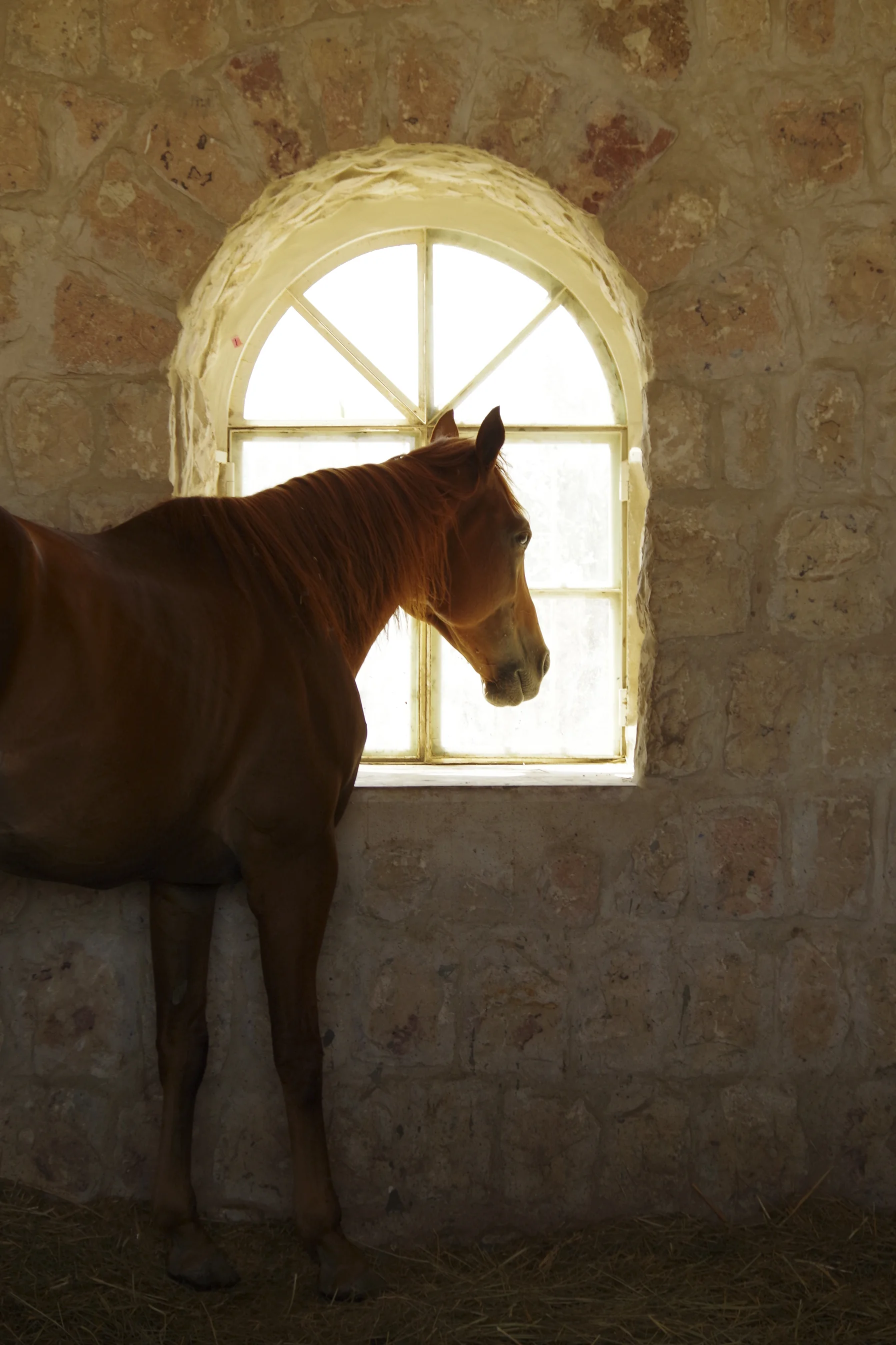 20140913-Maria French horse al samariyah.jpg