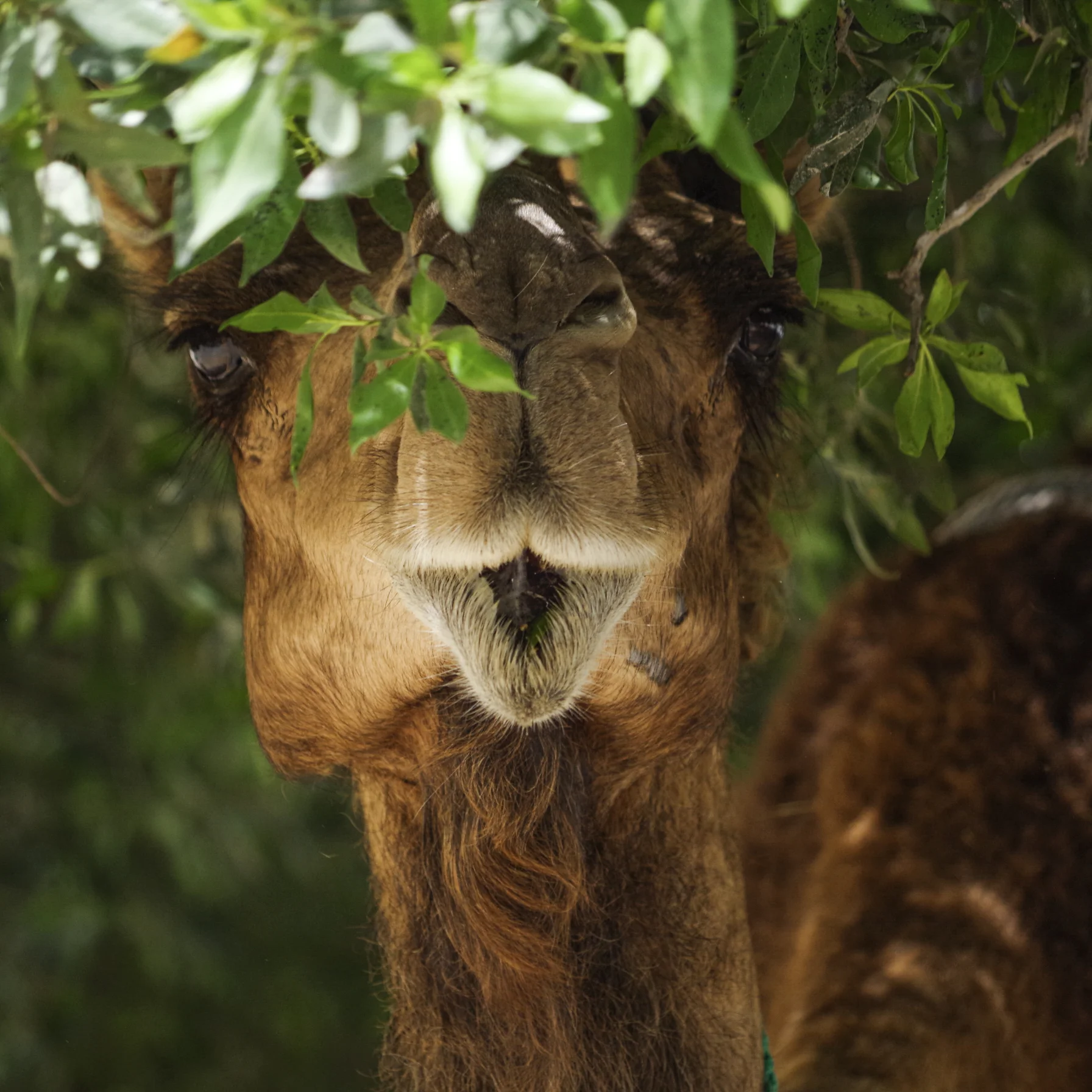 20150504-Maria French Camel.jpg