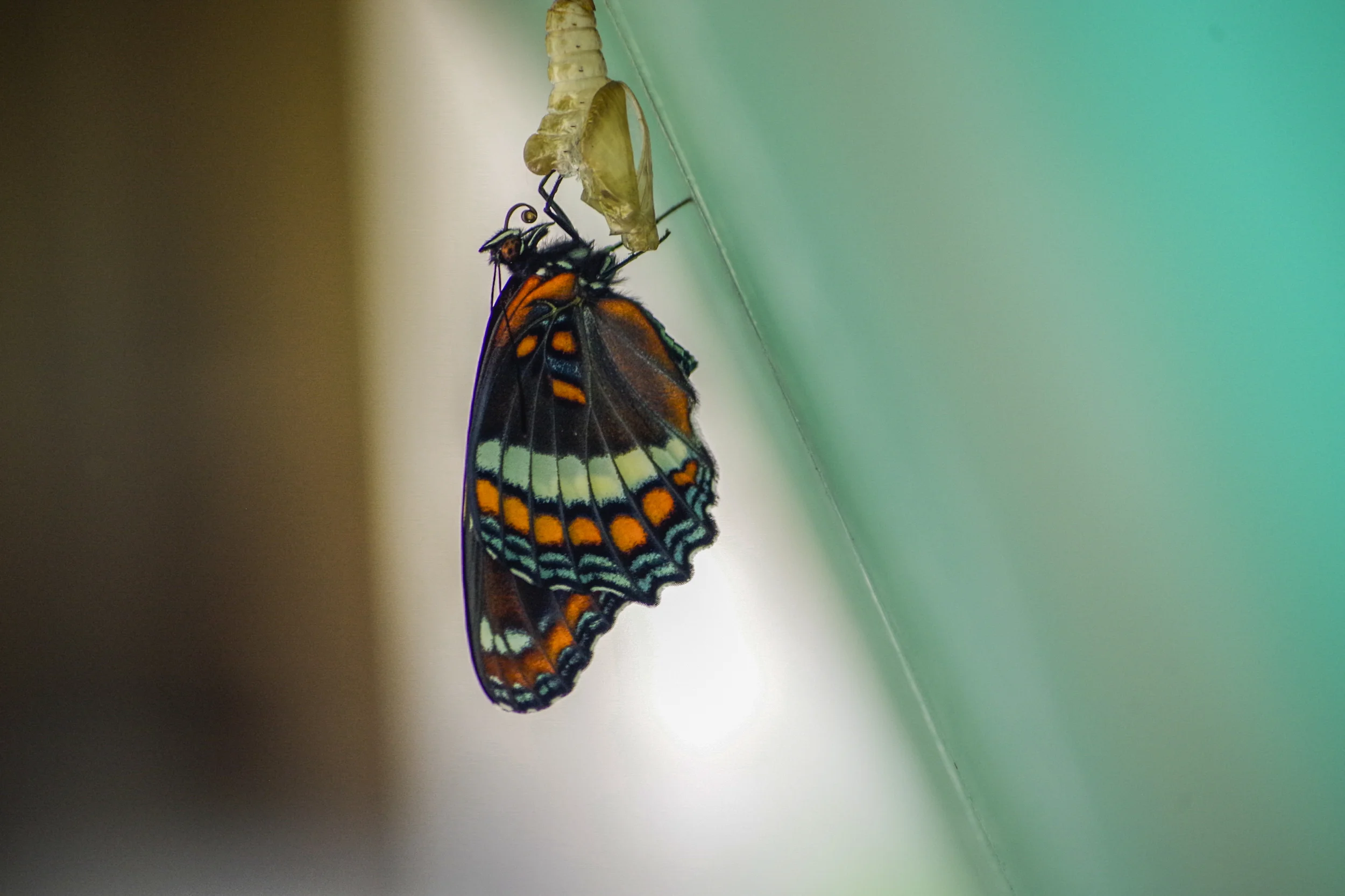 20150617-20150617-_IGP3214.jpg