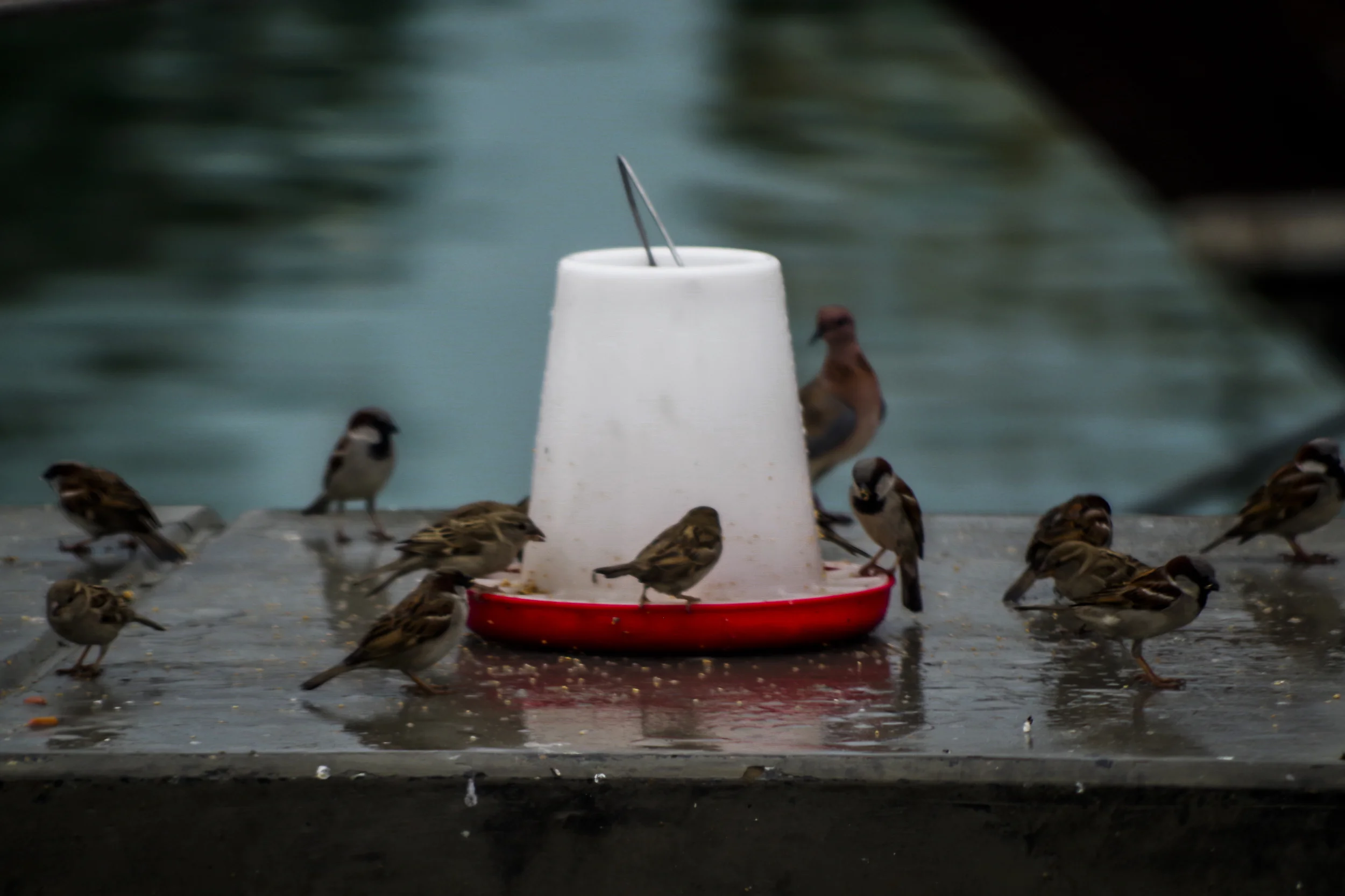 20160307-IMGP9204.jpg