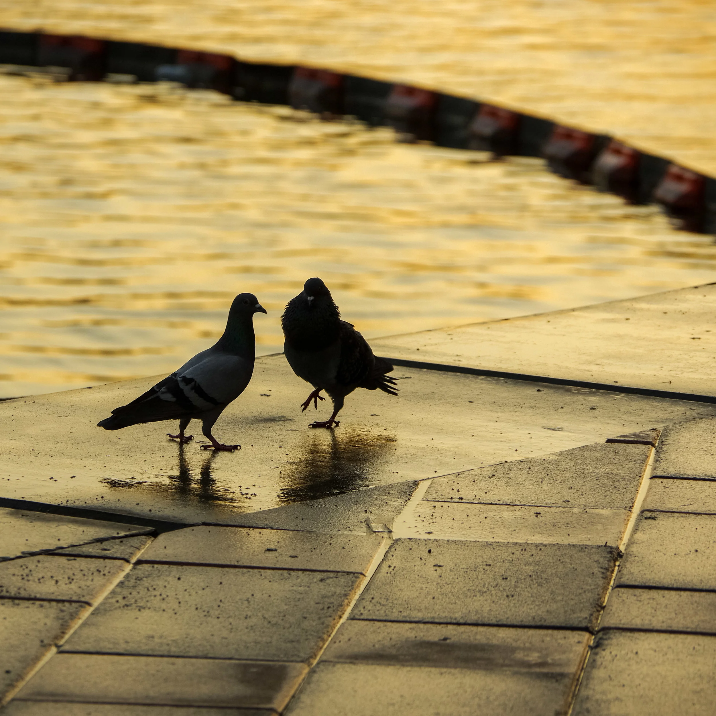 20190205-IMGP3494.jpg