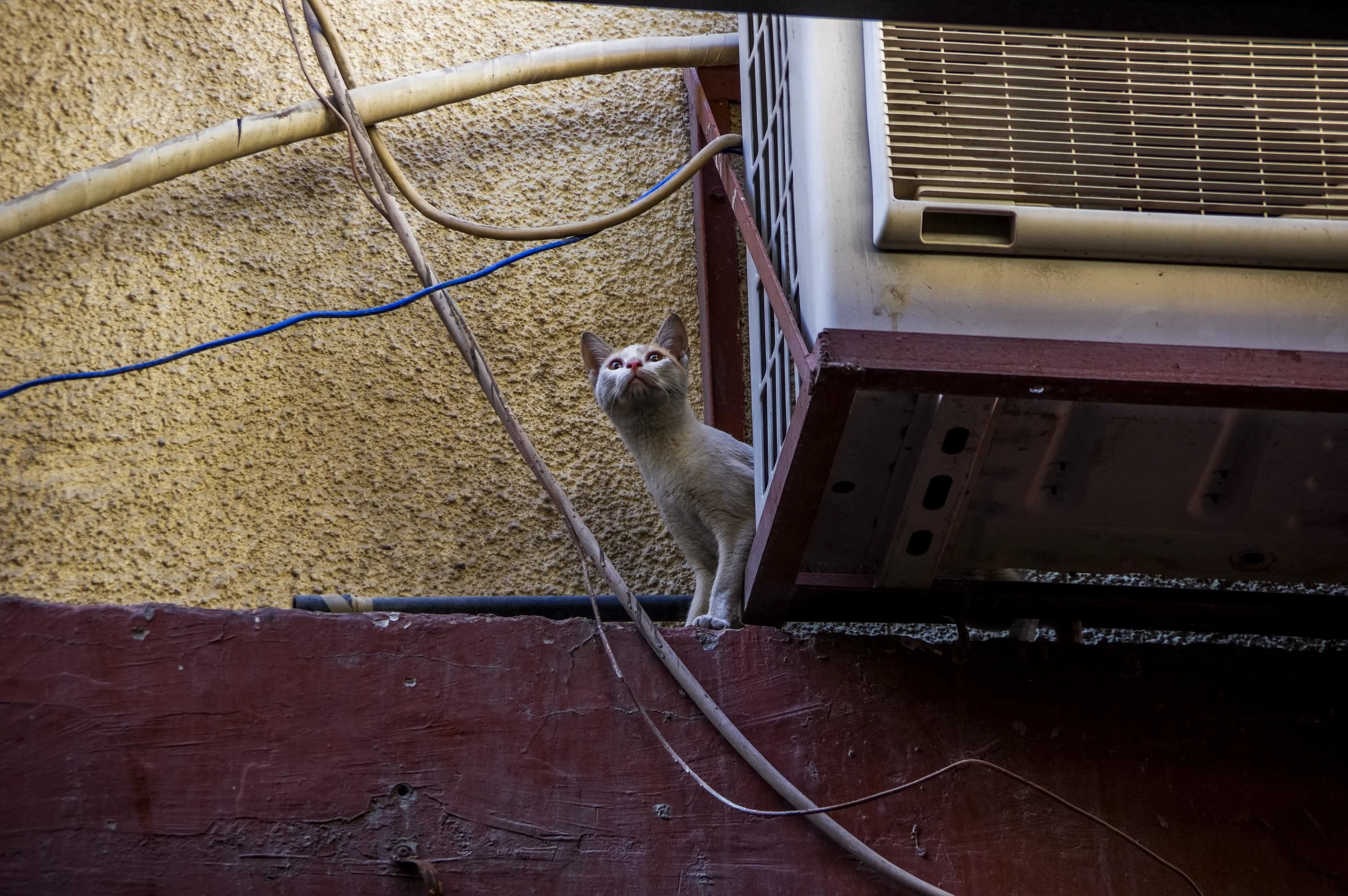 20190207-IMGP3936.jpg