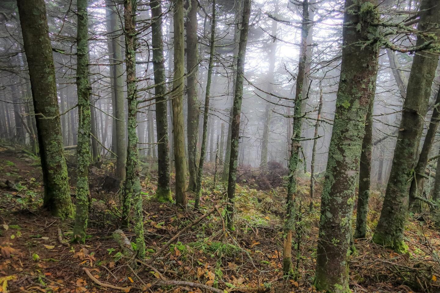 It&rsquo;s ok to enjoy these trees too. 
.
.
.
.
.
.
.
I&rsquo;d enjoy them even better if there had been a moose. One of these days.