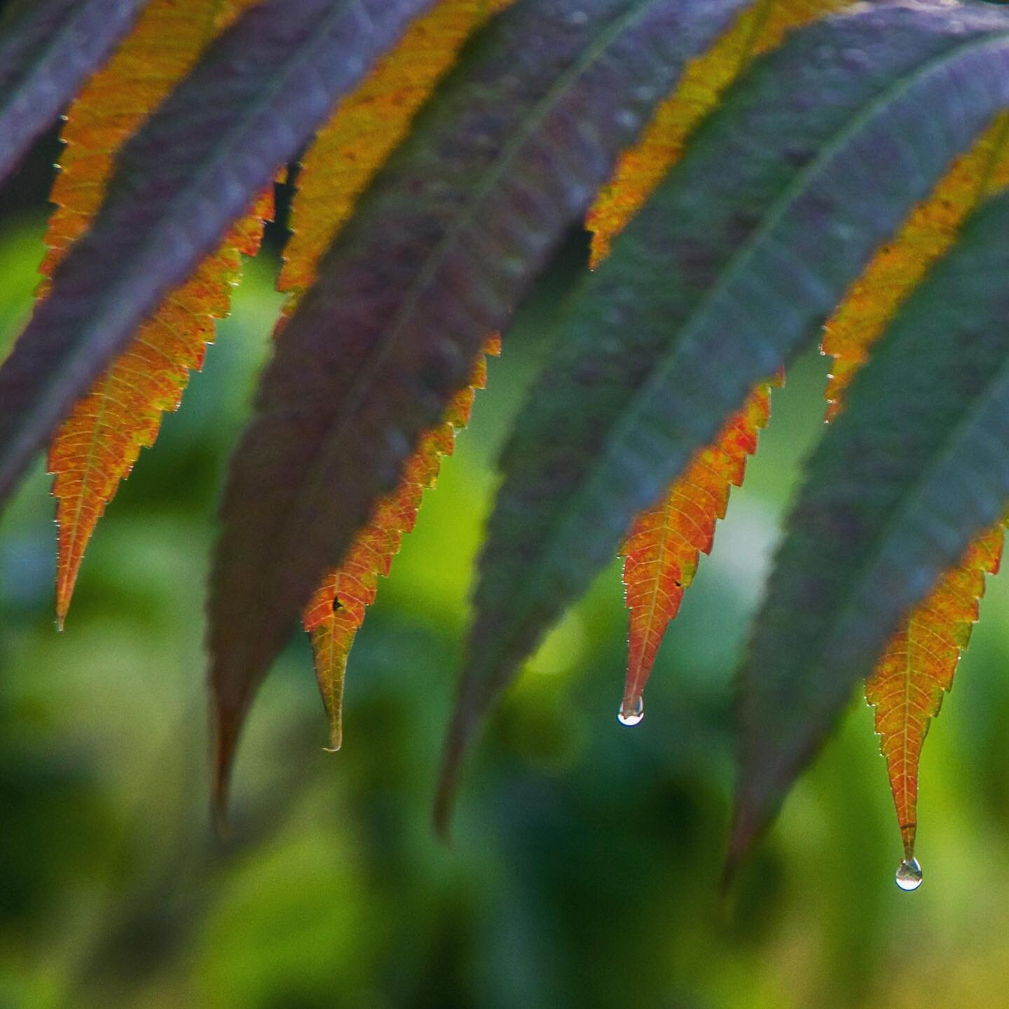 Sumac getting ready to be all the colors.