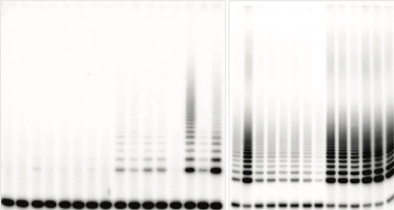 Telomerase activity in cancer cells