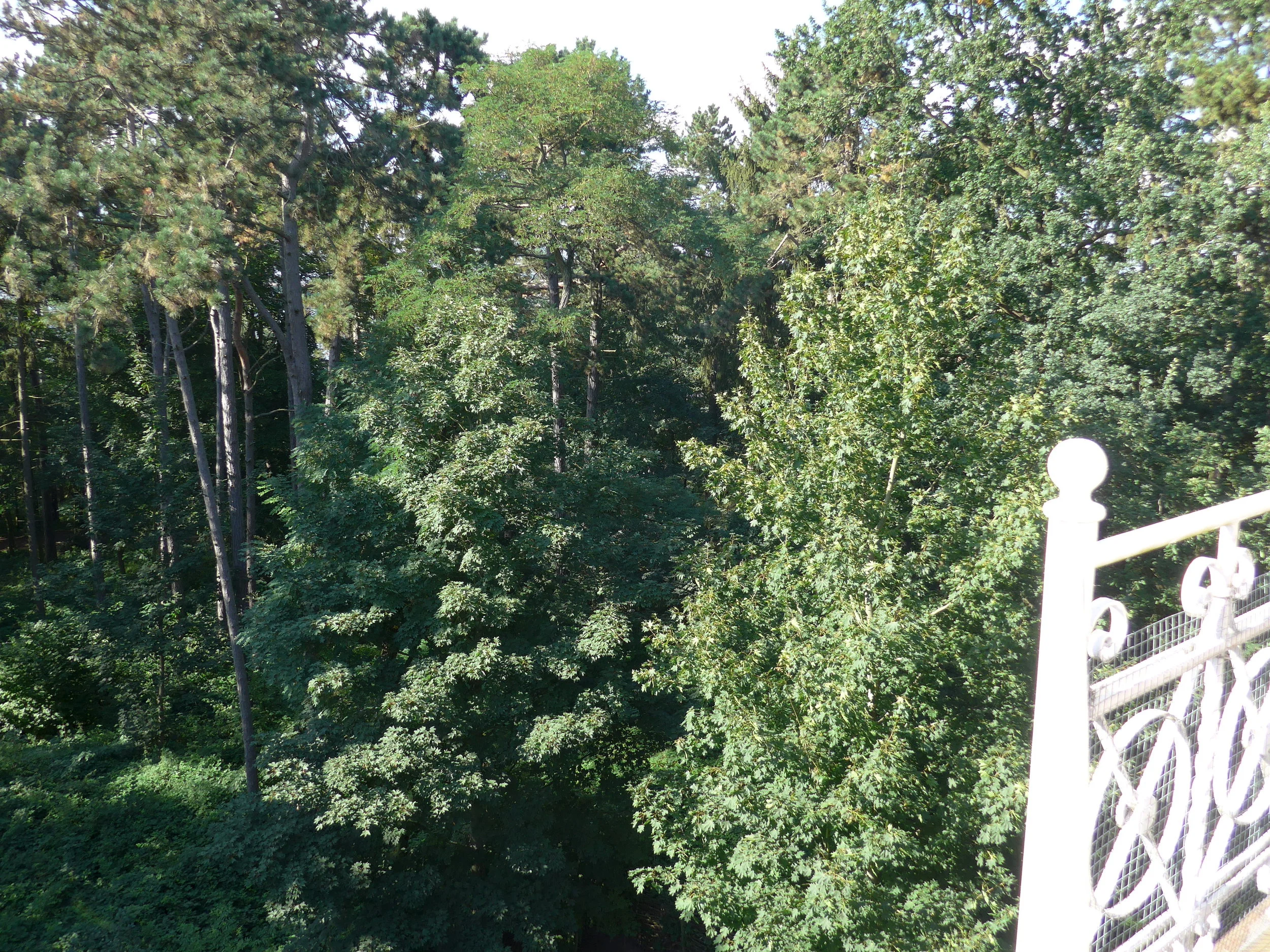 Blick in Baumkronen_2_©BEWAHREN Ferienhaus eG P1020162.jpg