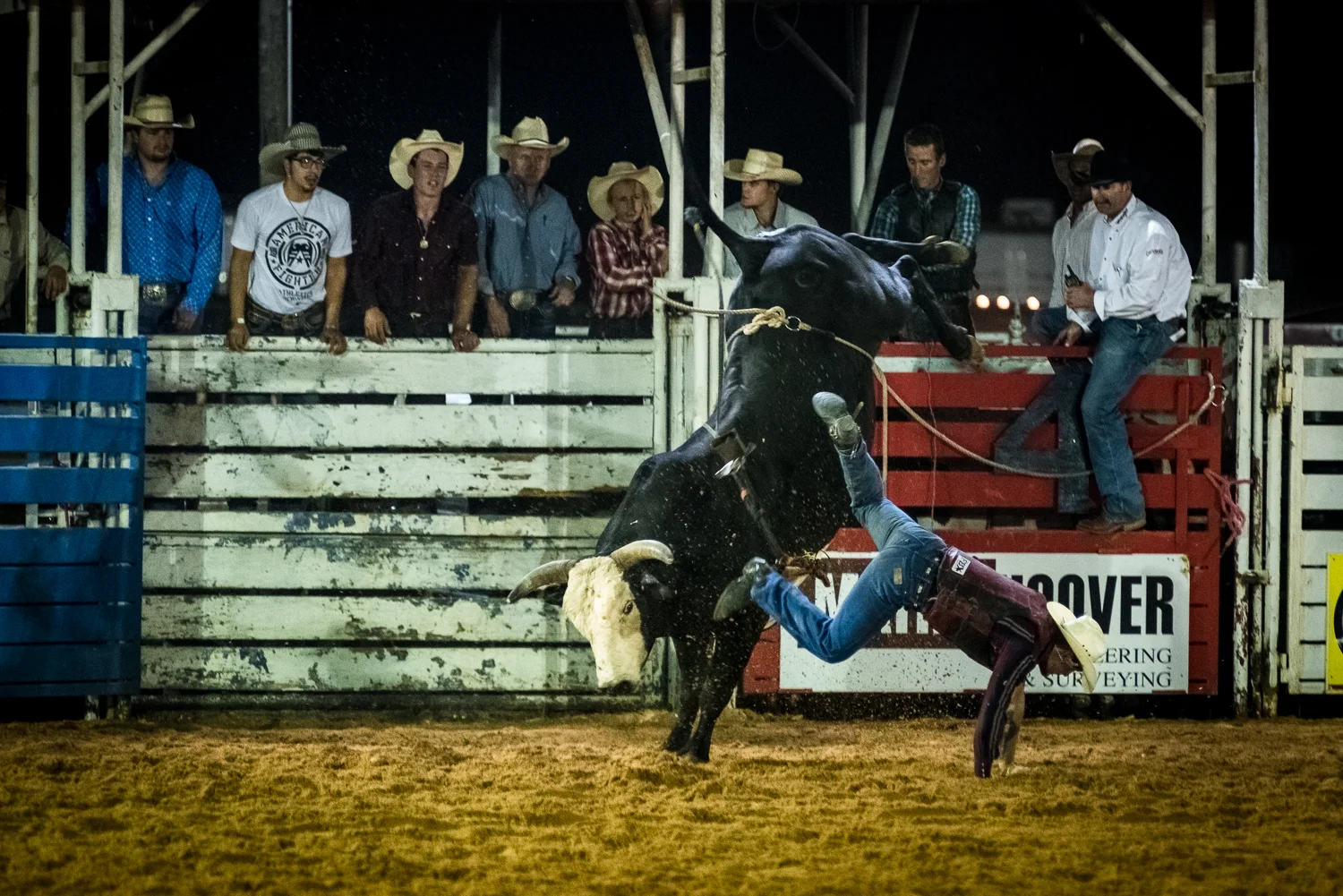 © Ayash Basu. An 8 second ride with one free arm not touching any part of the bull or the rider himself is judged on a scale of 100 points. How many times has a 100 been scored in this history of the sport? Zero. The highest score is 96.5 points scored thrice. Most riders last about three seconds before being tossed away to the ground. Boerne 2017.