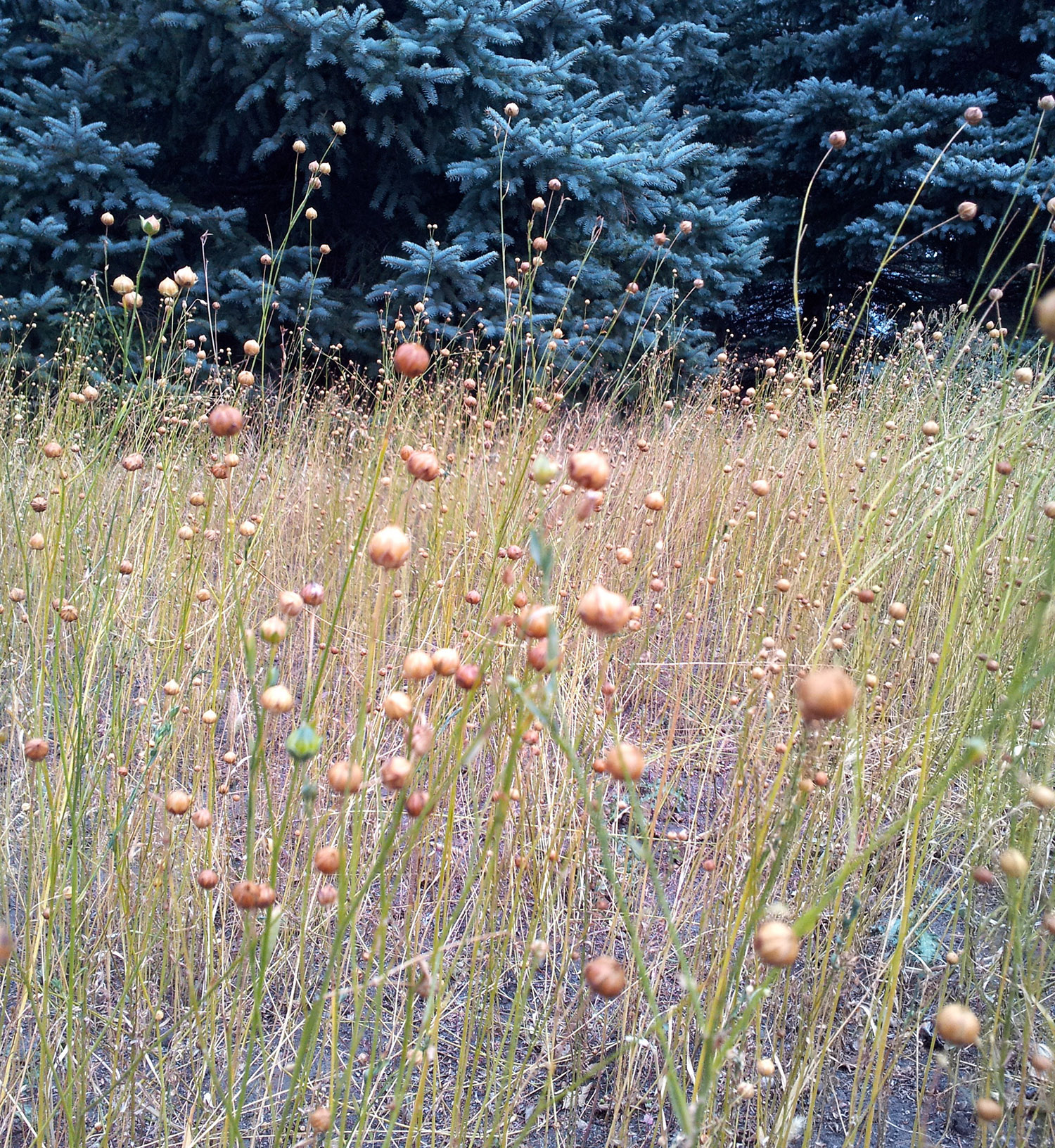 The print began with growing flax, a fibrous plant that can be used to make paper and fabric.