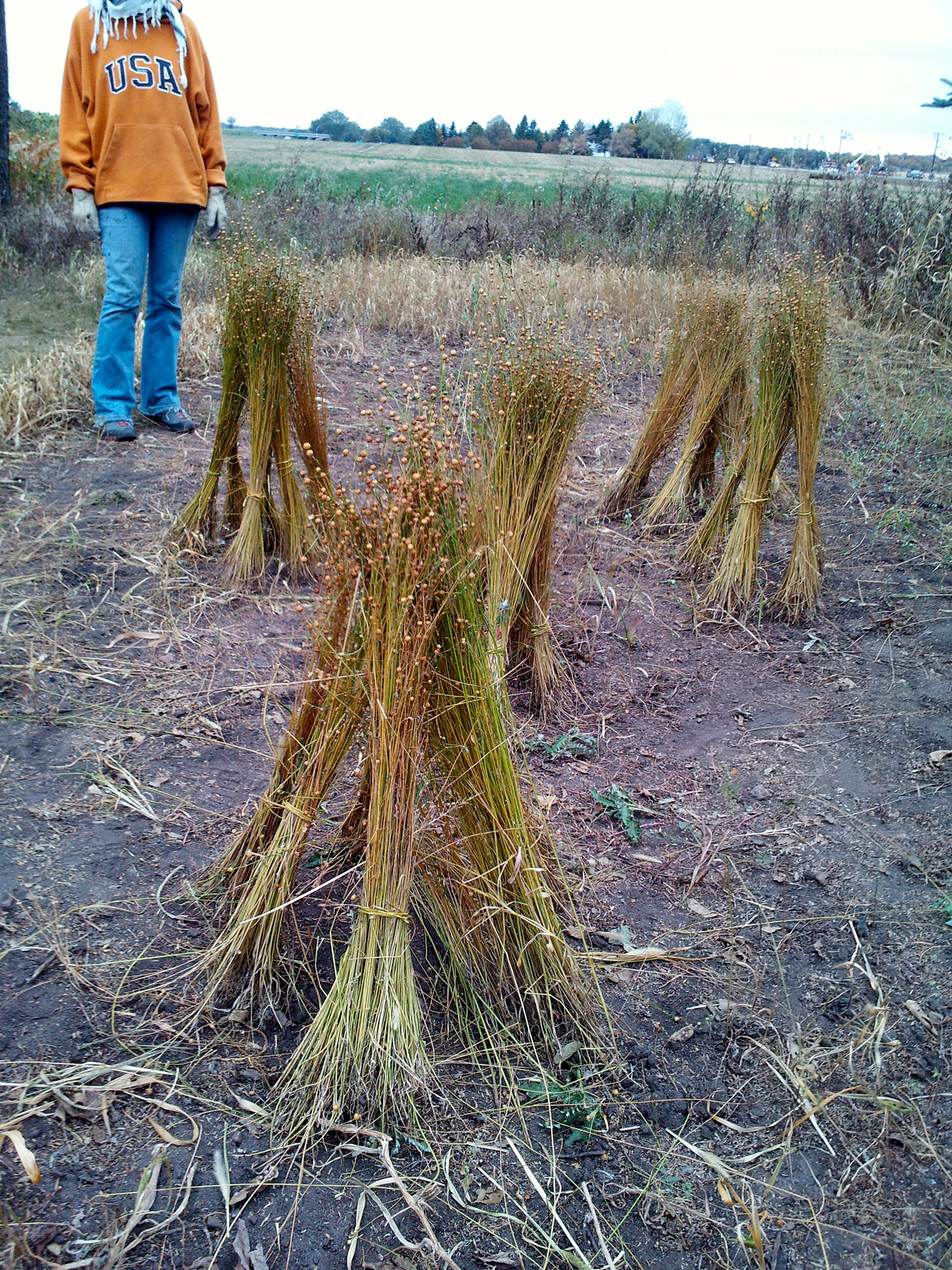 The flax is gathering in "stooks" to air dry.